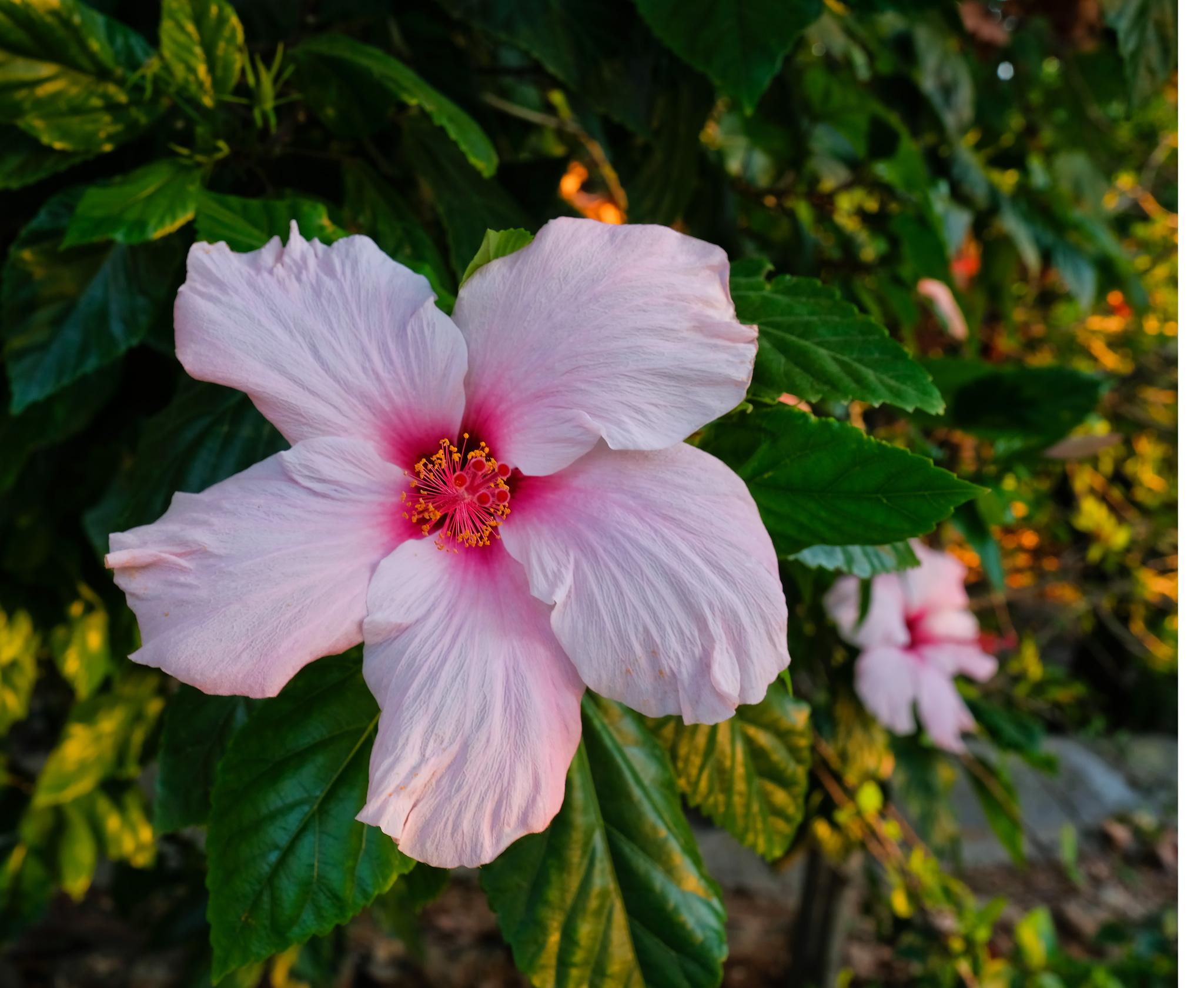 hibiscus