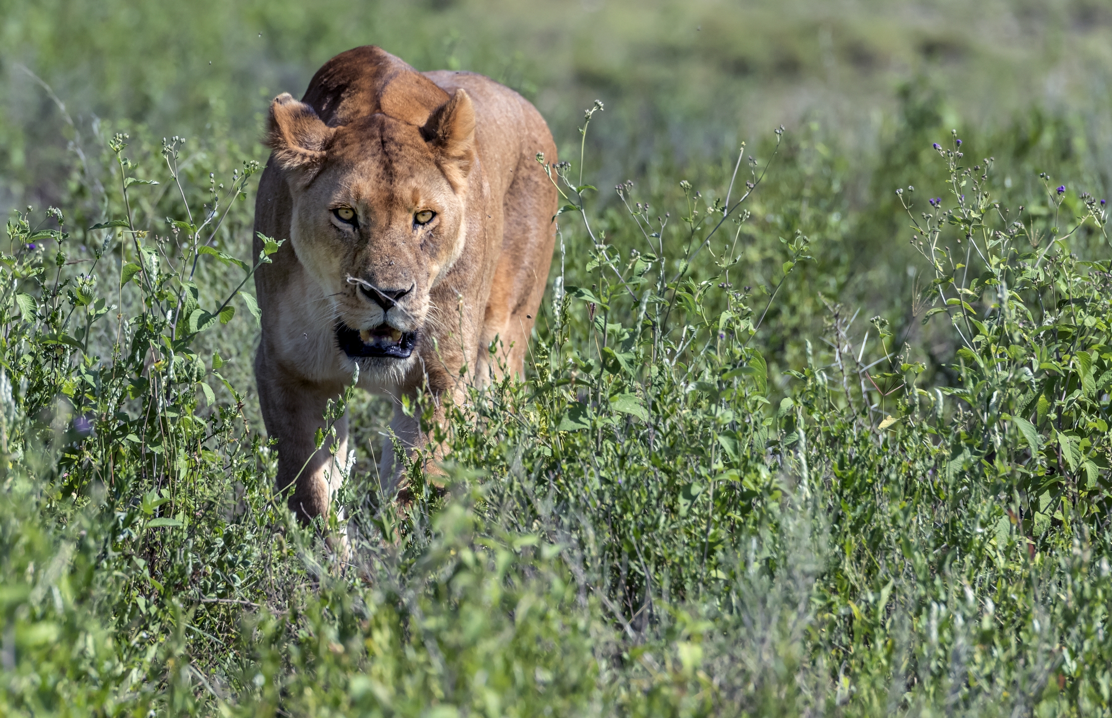 Tanzania 2016 - In the bush