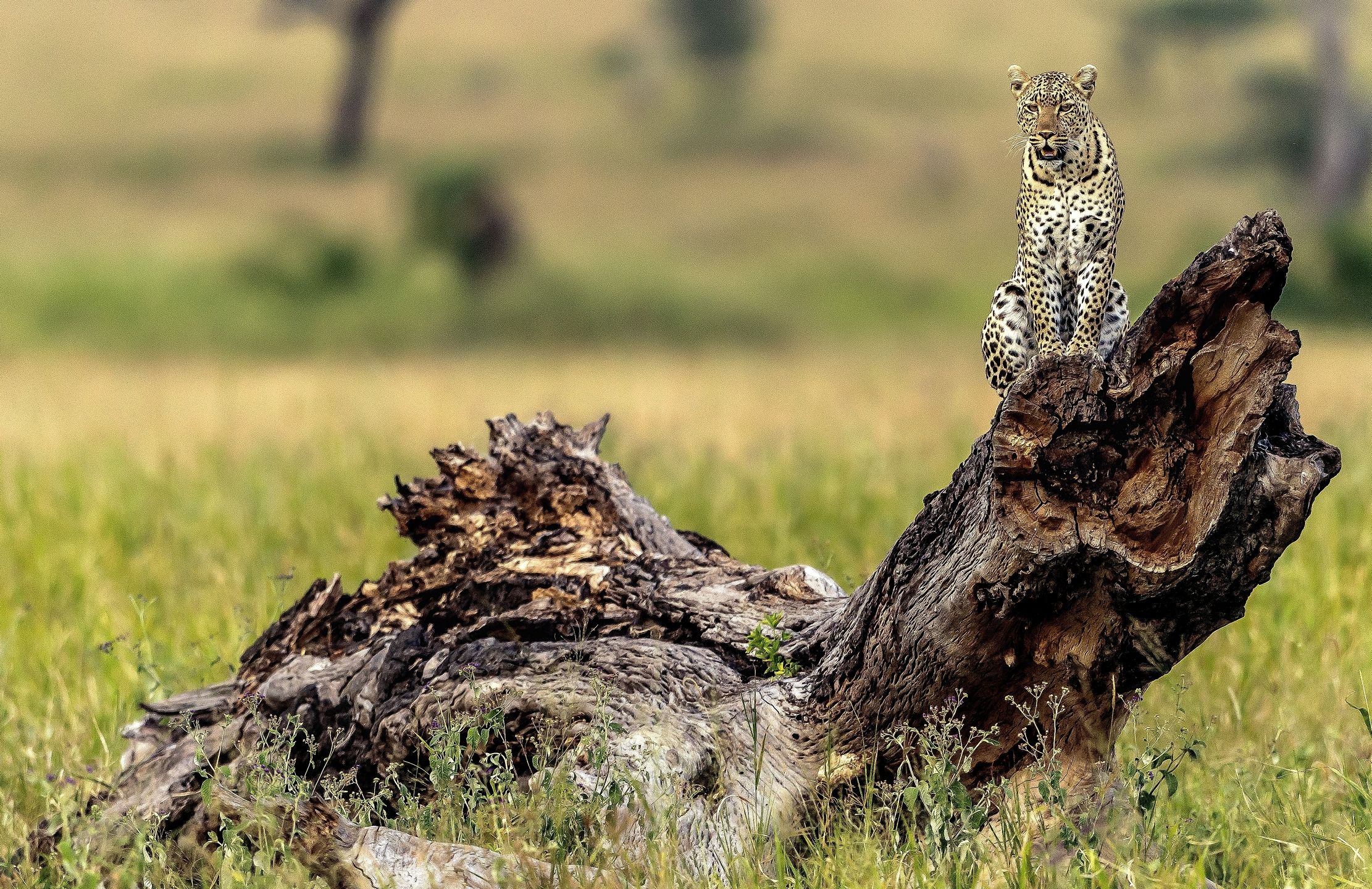 Tanzania 2016 - Leopard