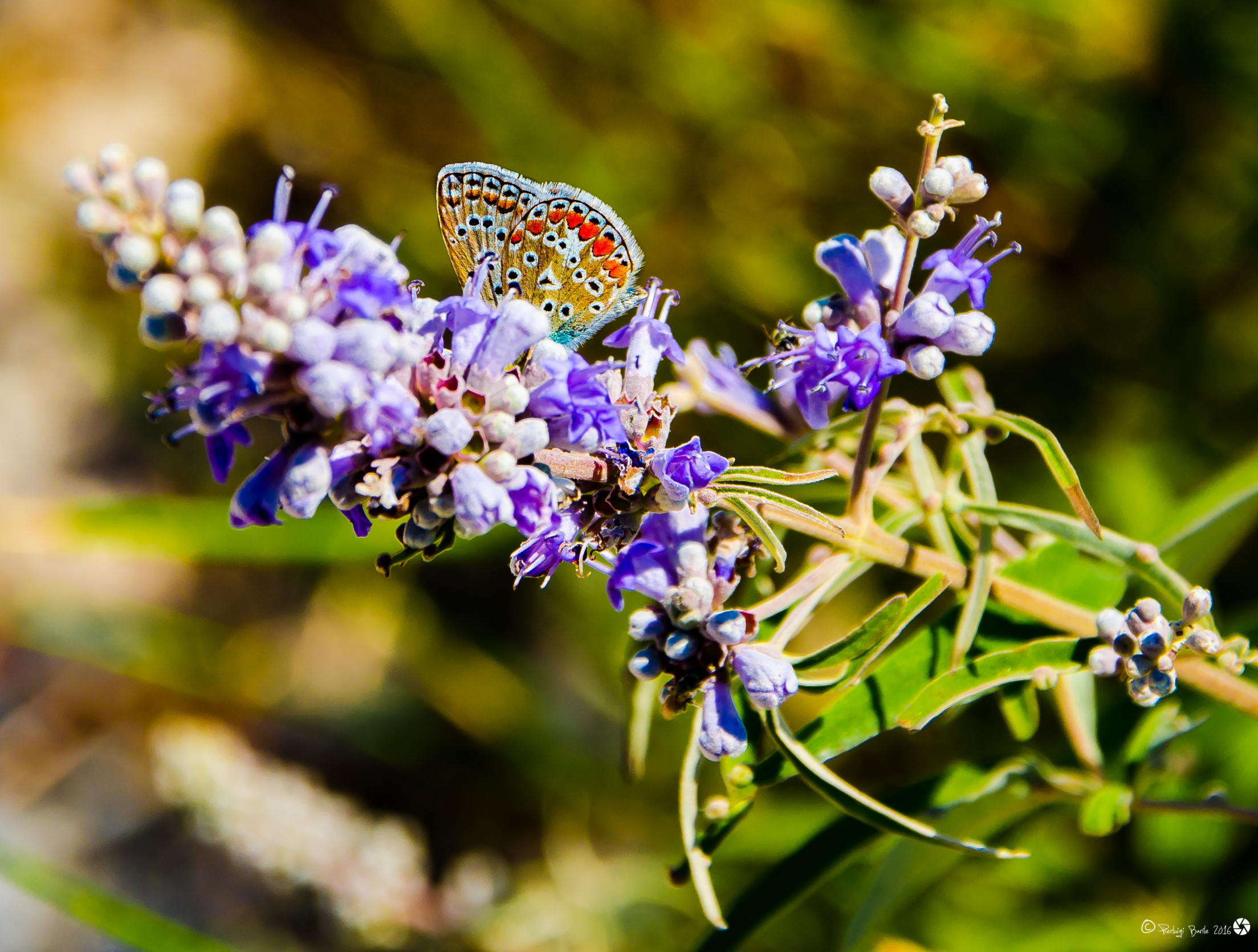 Polyommatus icarus