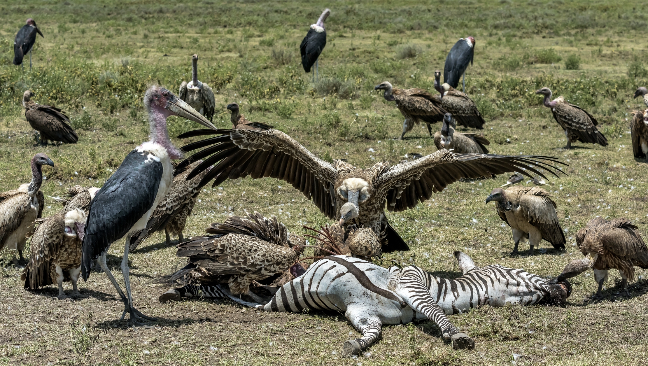 Tanzania 2016 - Saprofagi