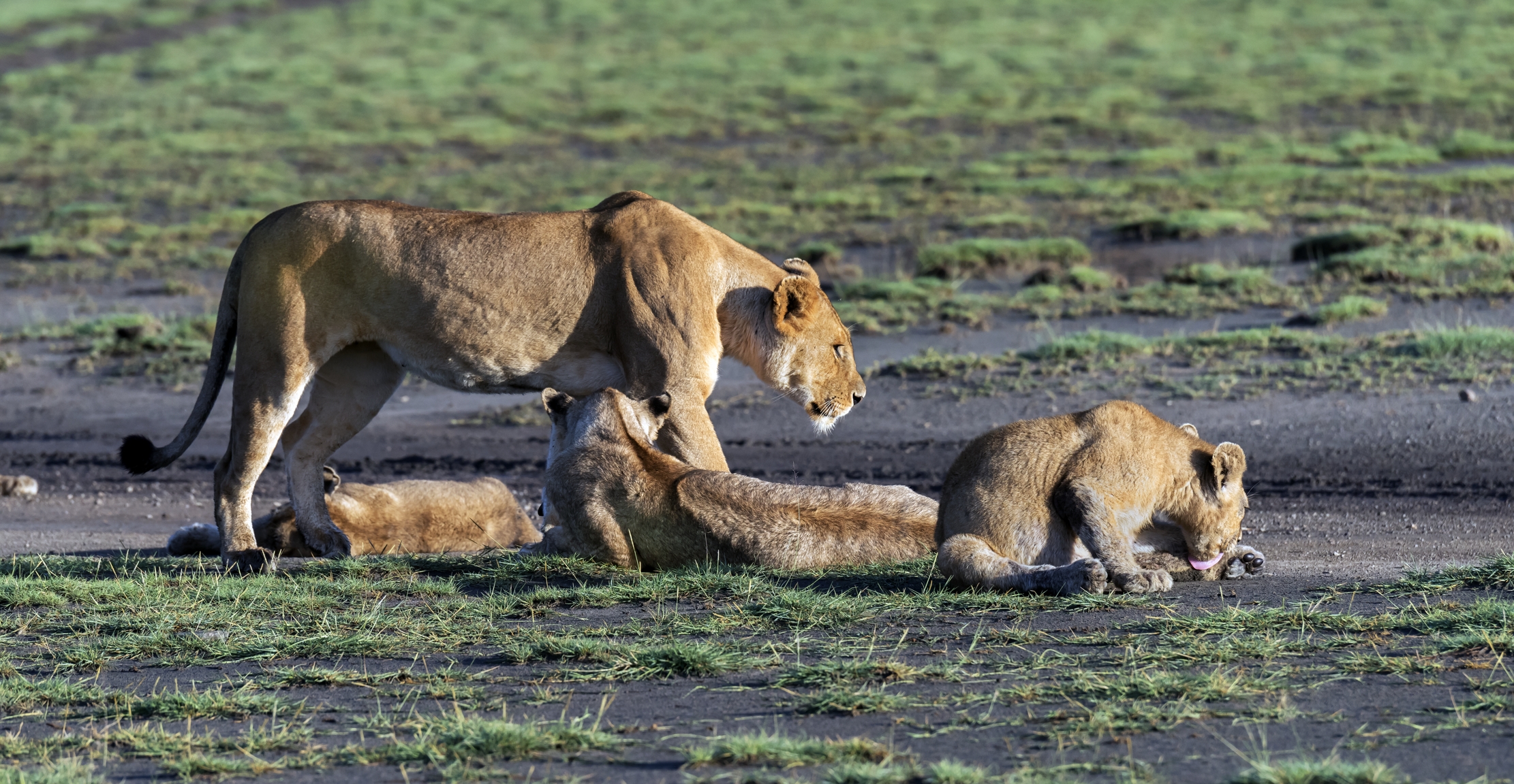 Tanzania 2016 - Al primo mattino