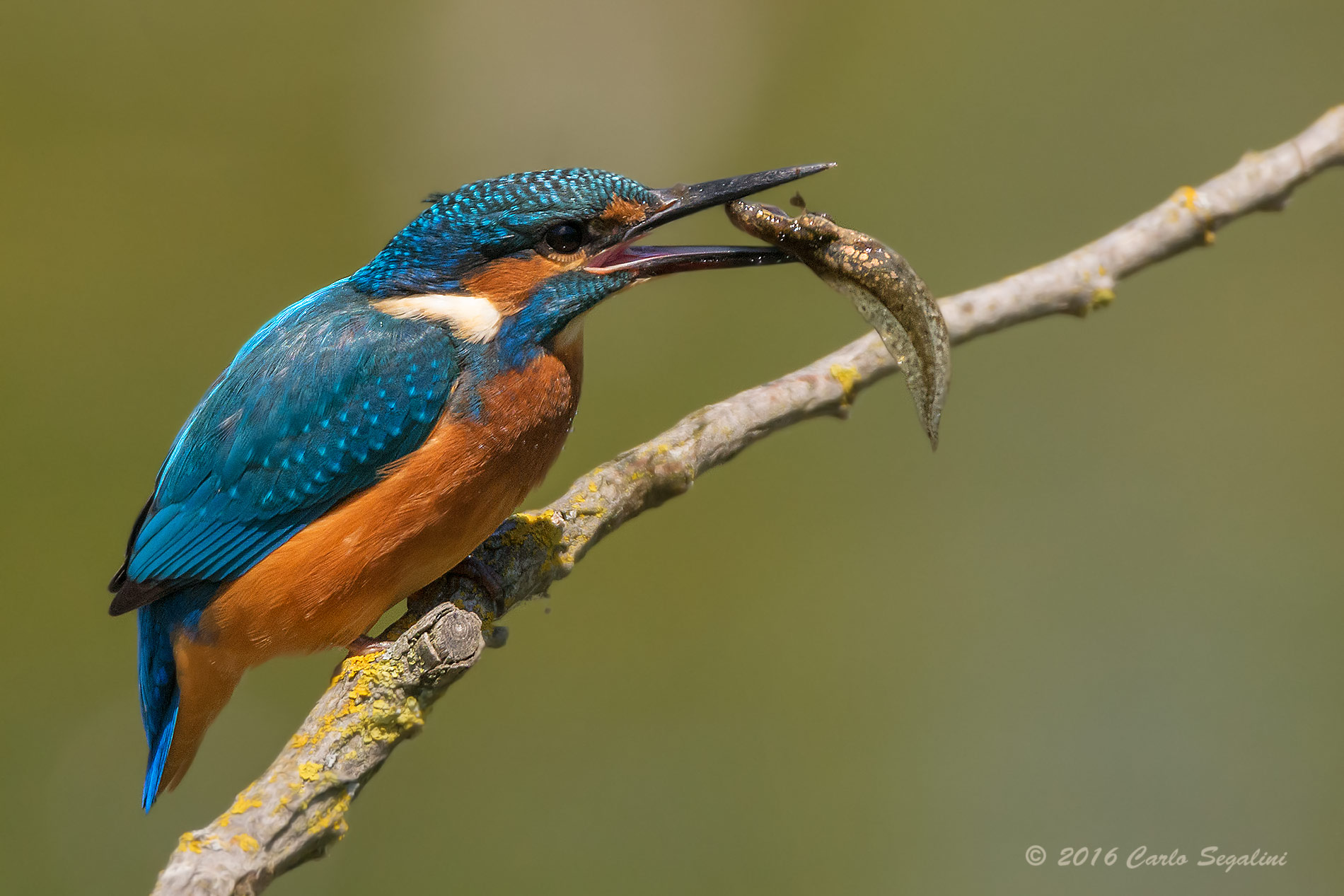 Il Martino e lo spuntino