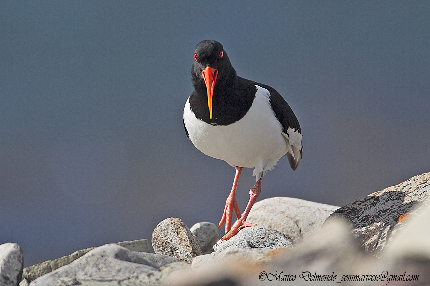 Oystercatcher