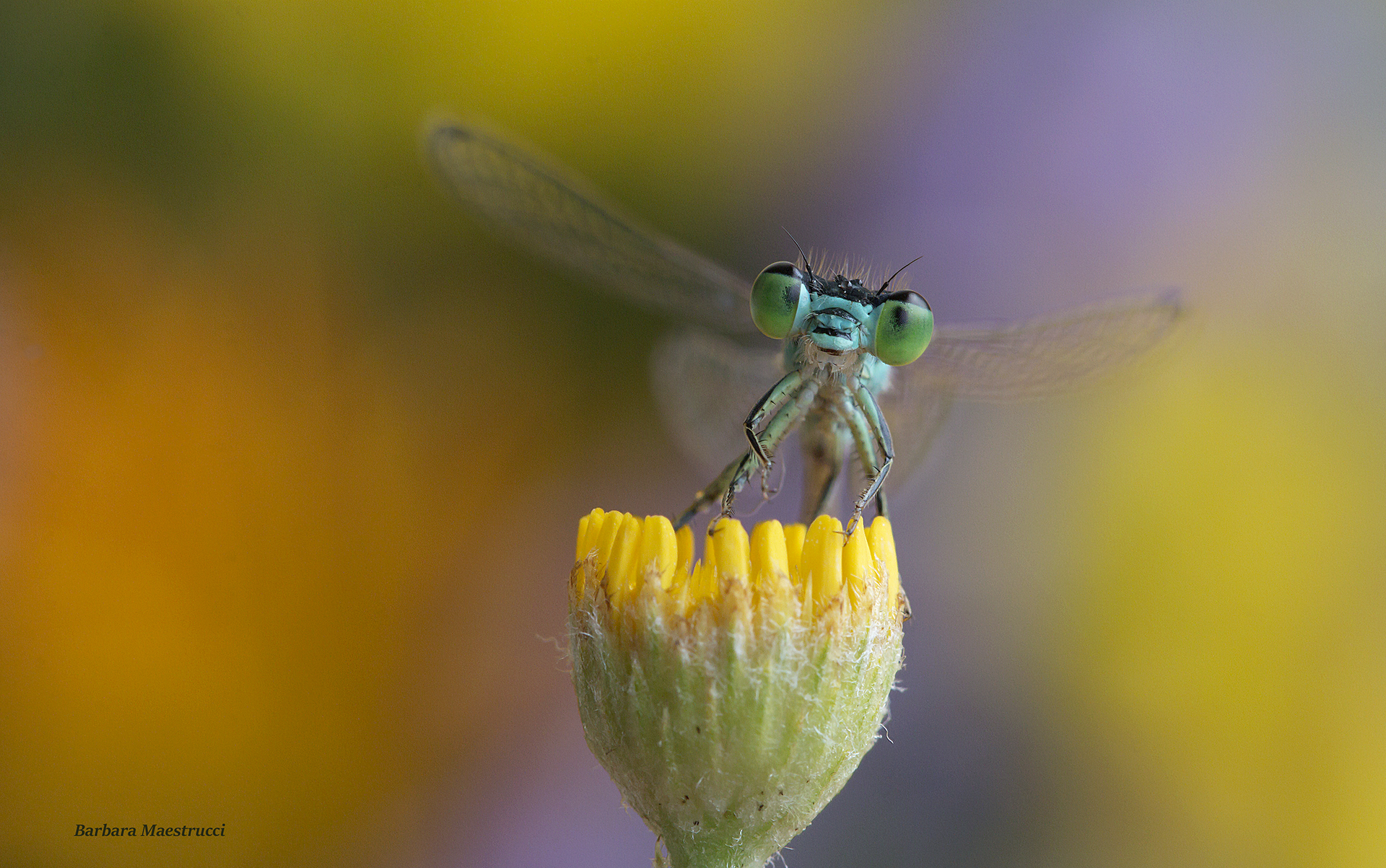 Ready to take off ...