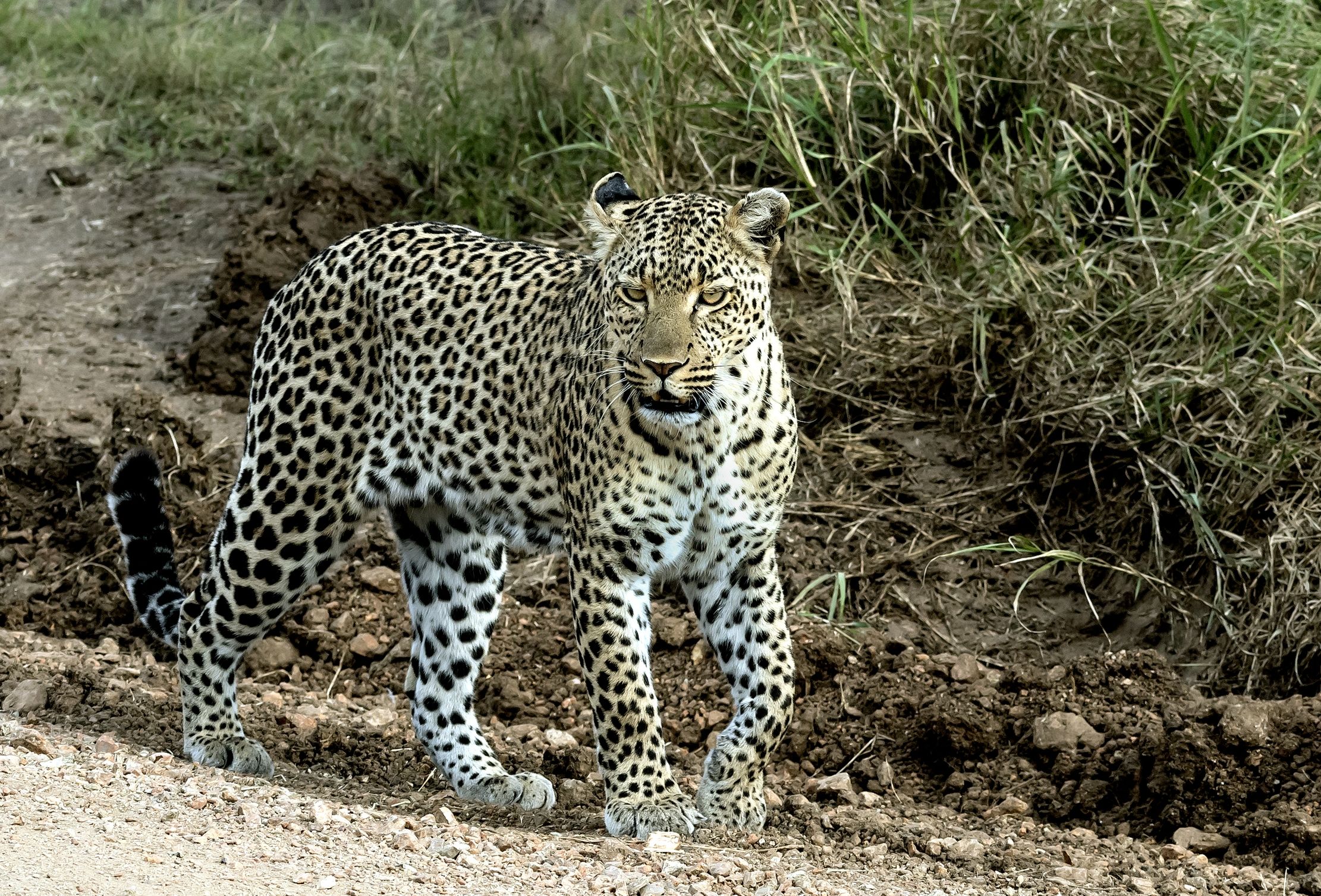Tanzania 2016 - Sulla strada