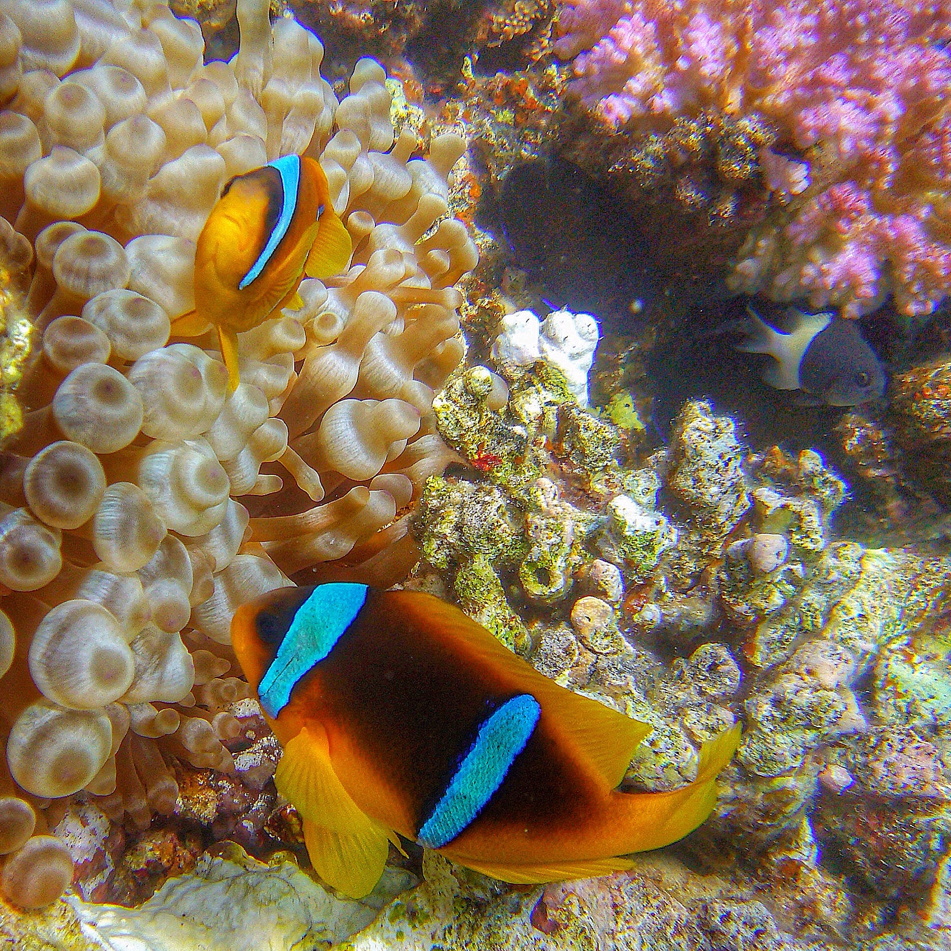 Clownfish among sea anemones
