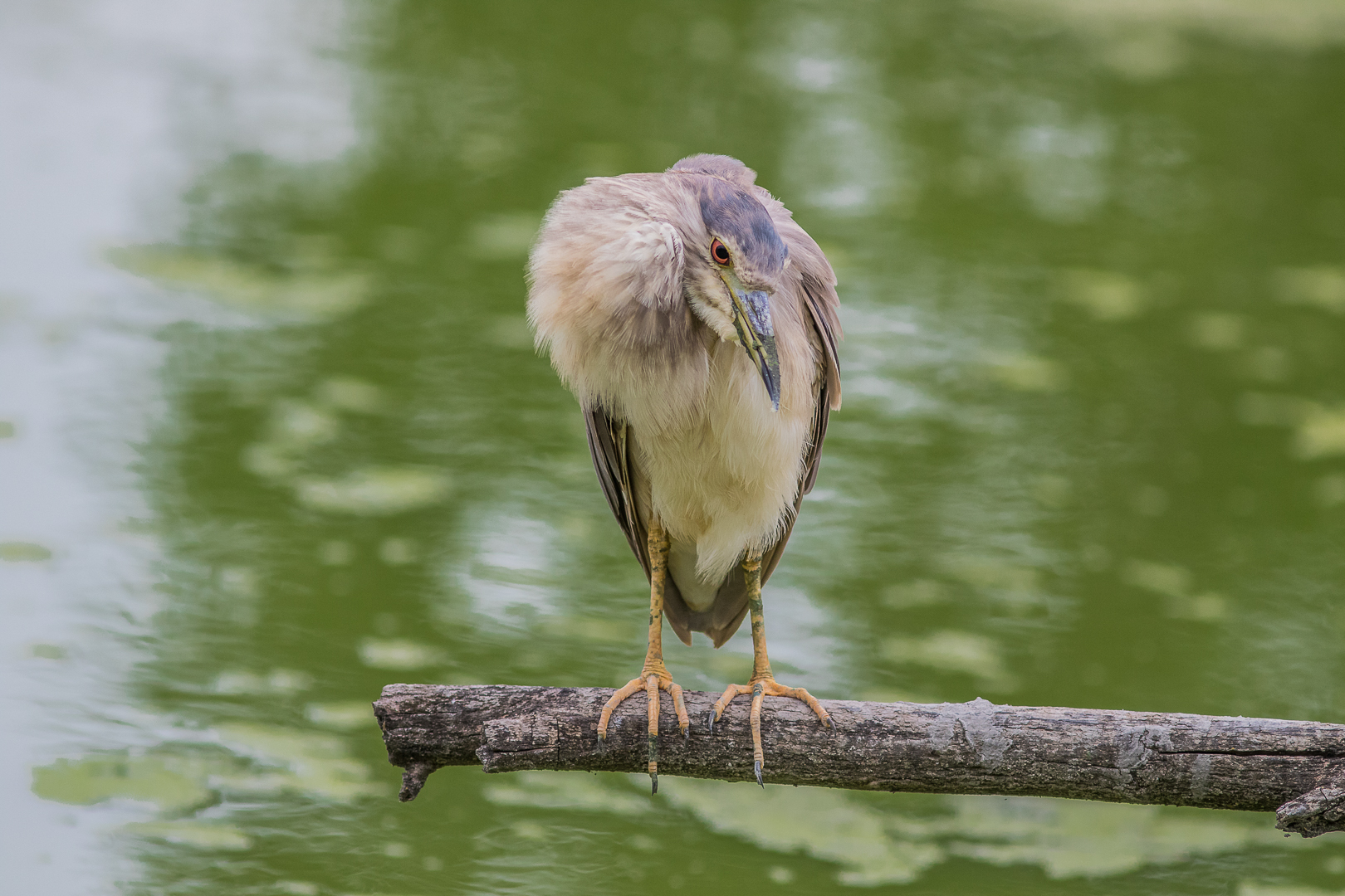 Nitticora palestrata