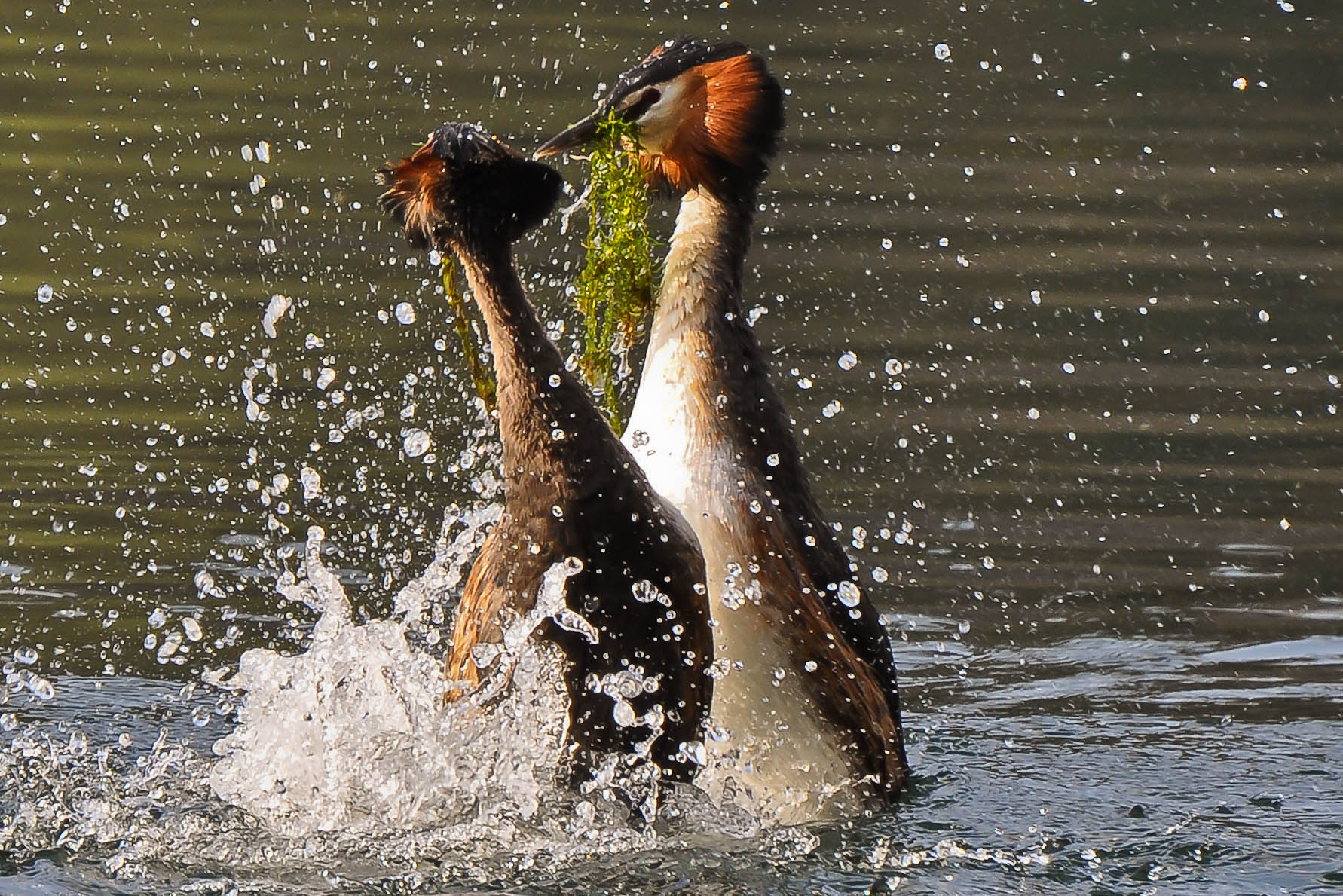 Corteggiamento svassi