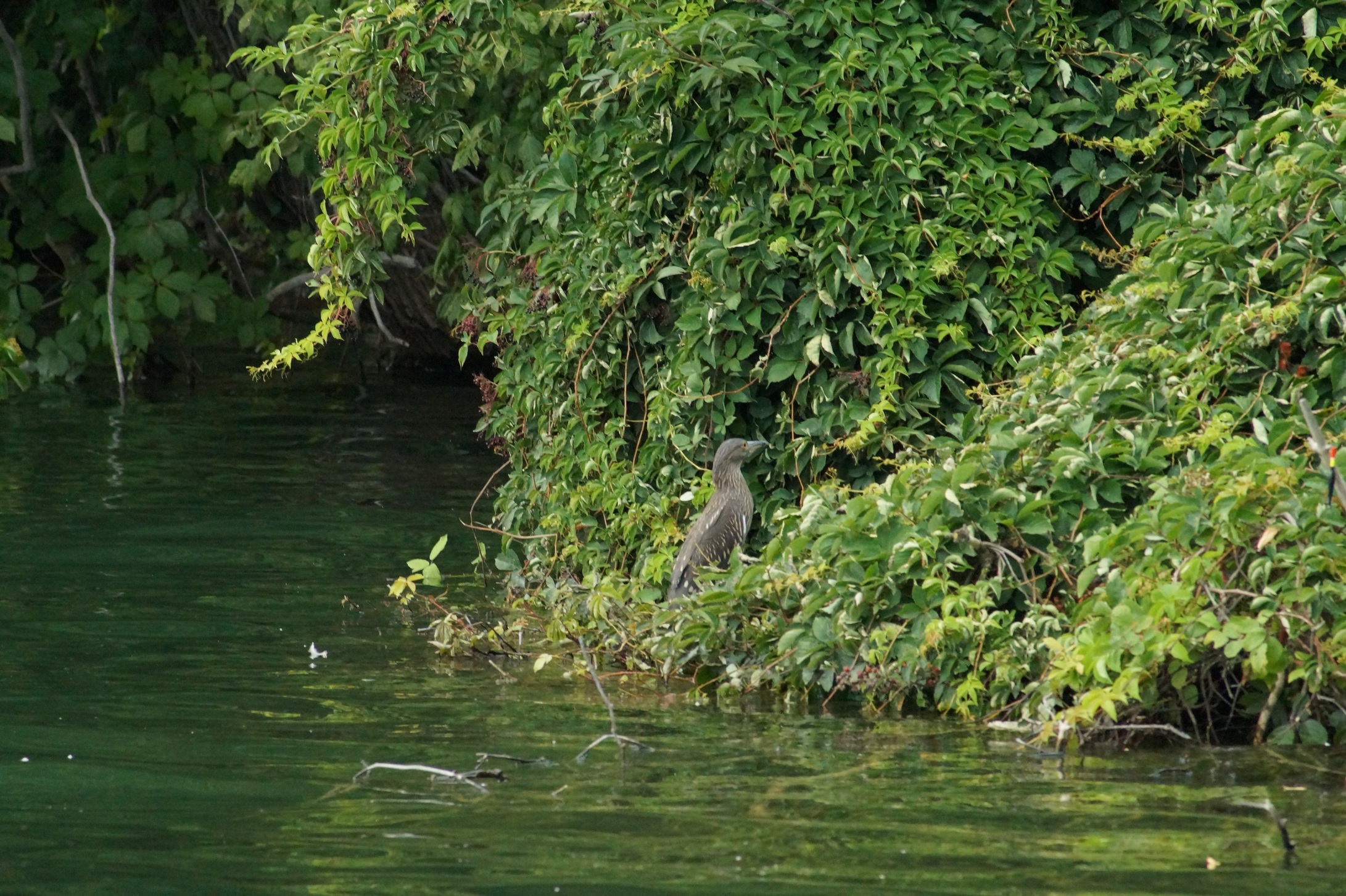 Incontro sconosciuto