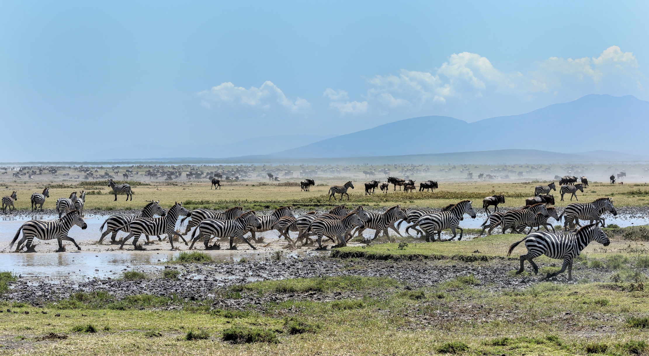Tanzania 2016 - Serengeti