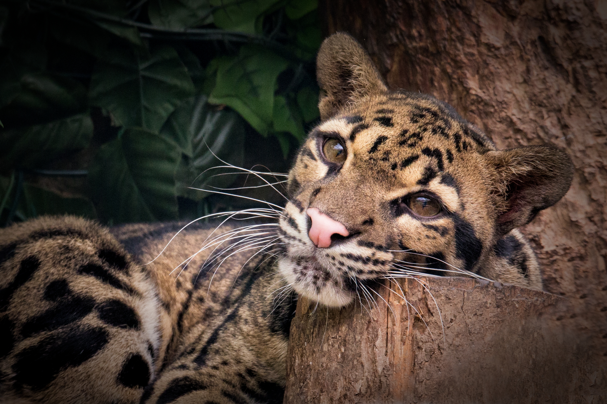 Ocelot (animal in captivity ')
