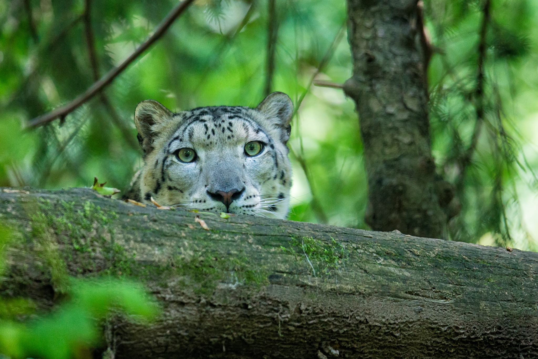 Snow Leopard