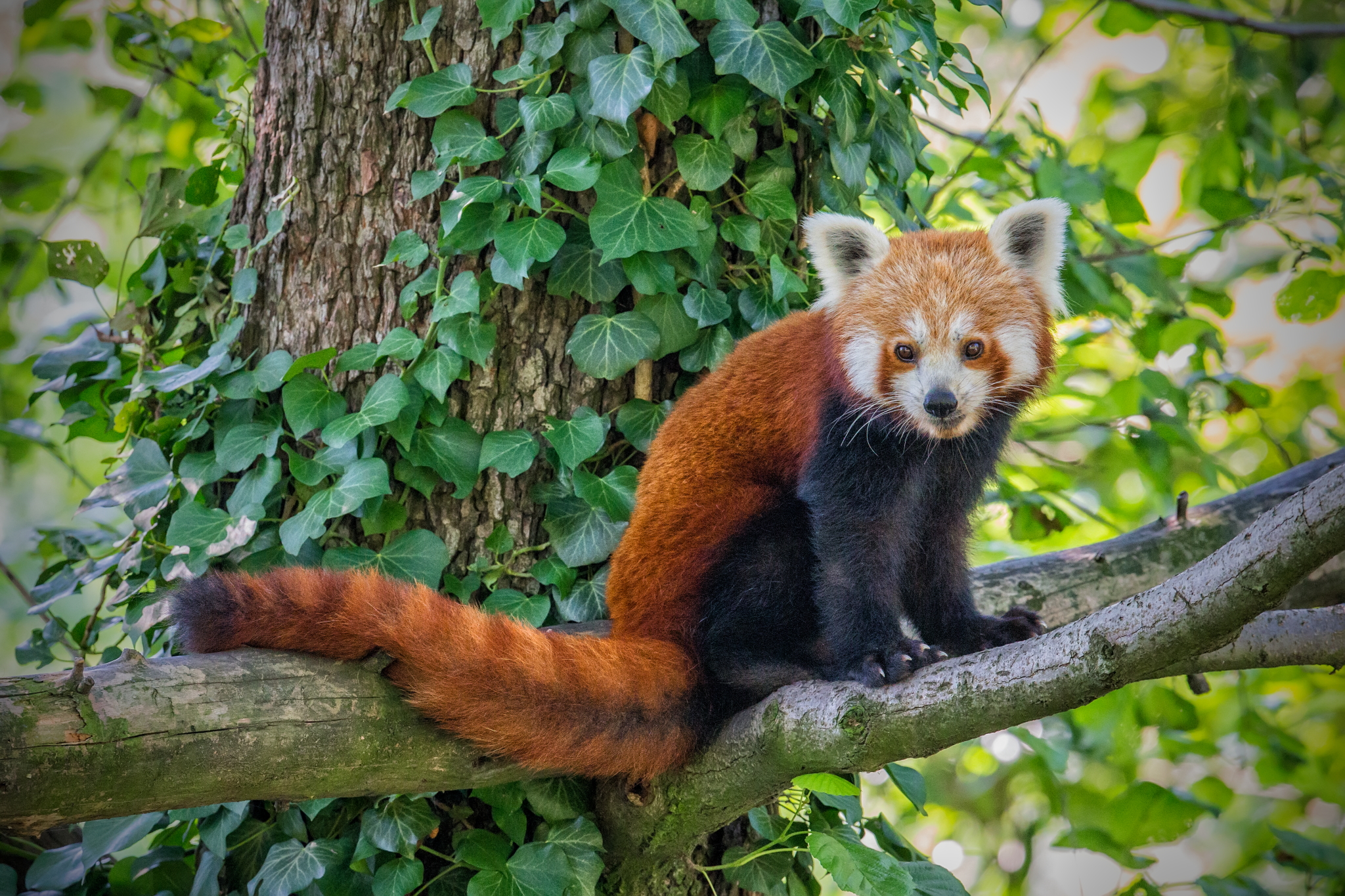 Red Panda or Lesser Panda (firefox)