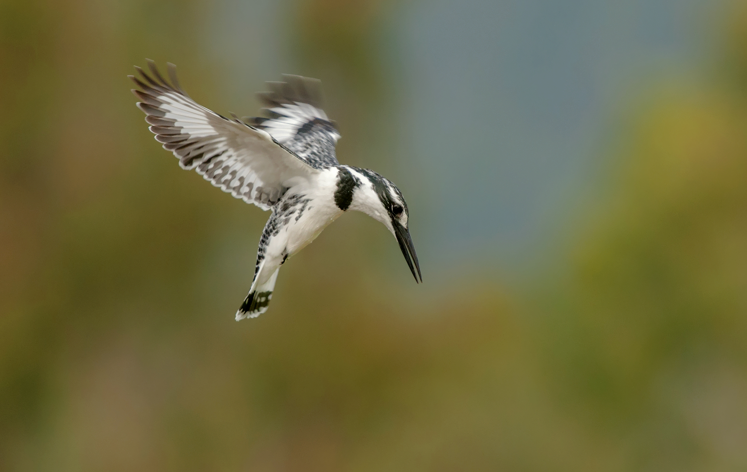 martin pescatore pied