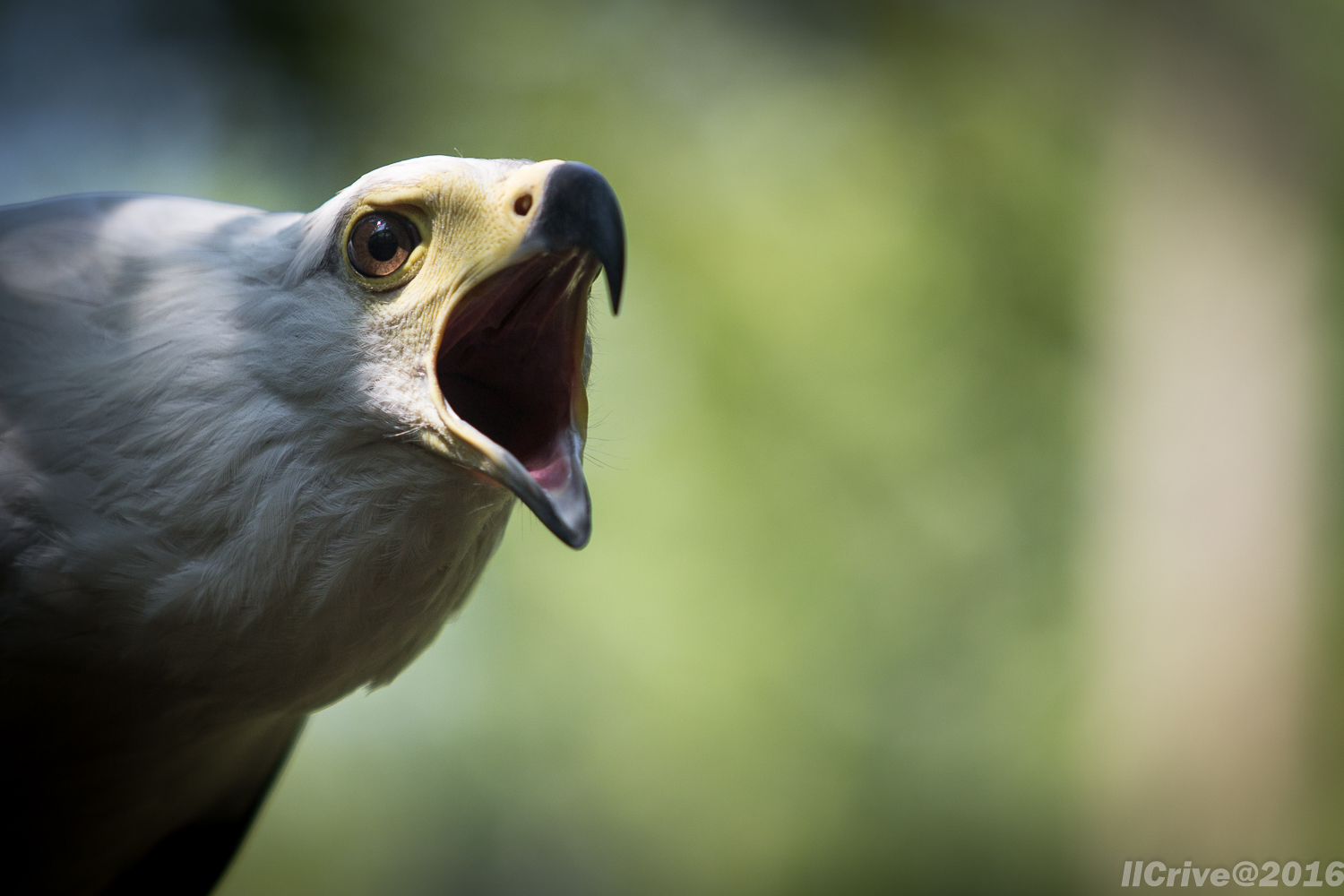 The Eagle scream