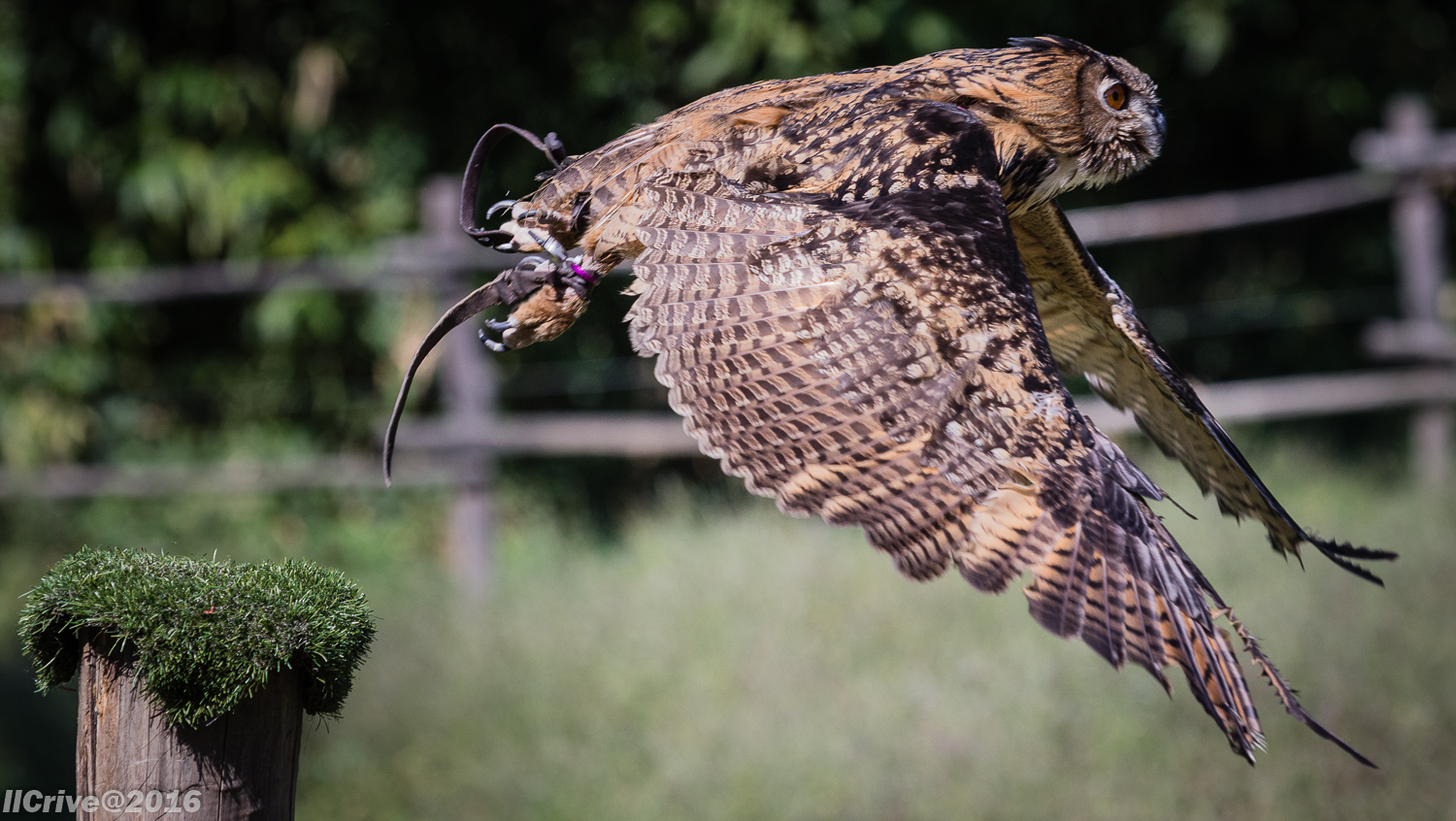 Eagle owl
