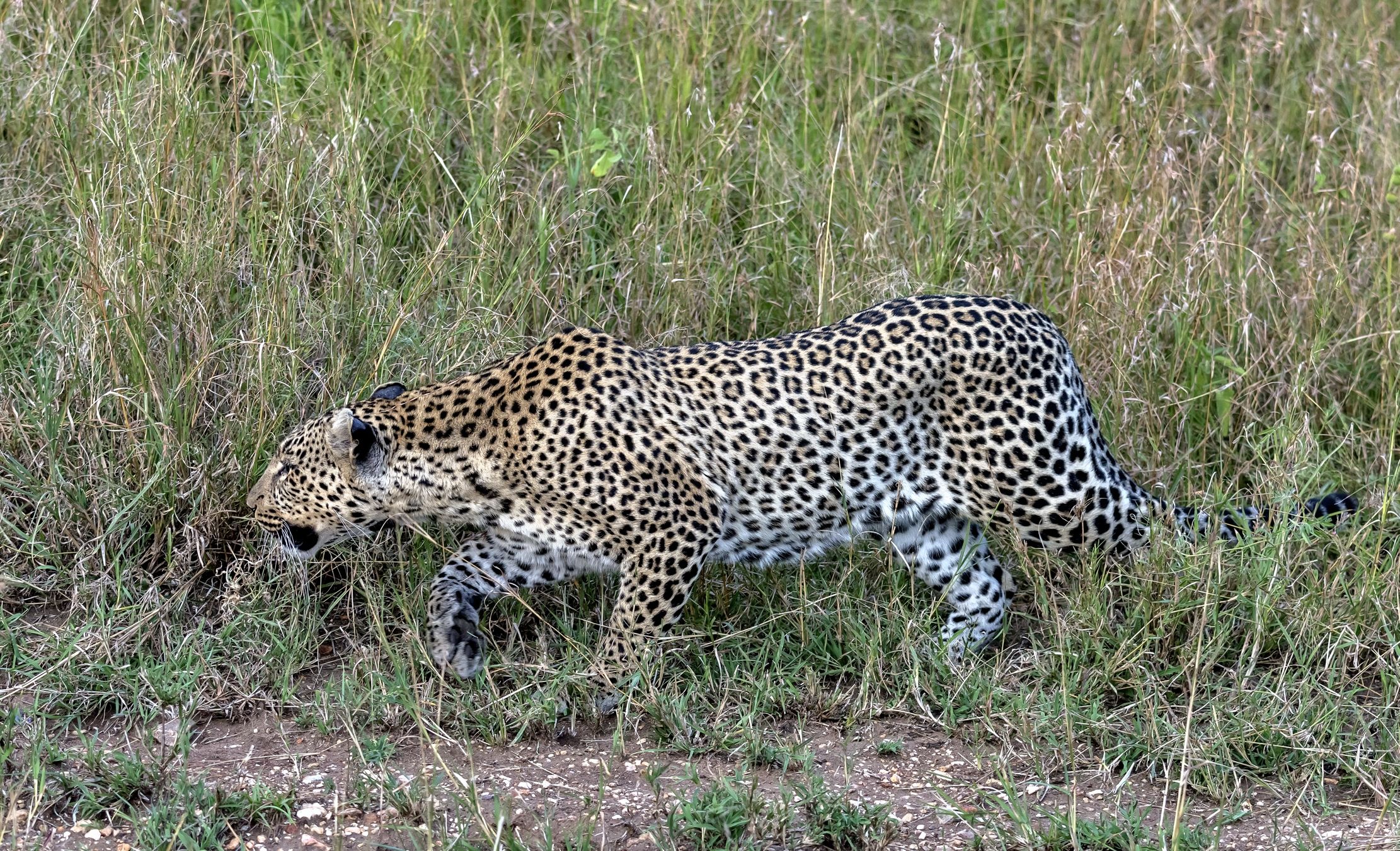 Tanzania 2016 - In agguato