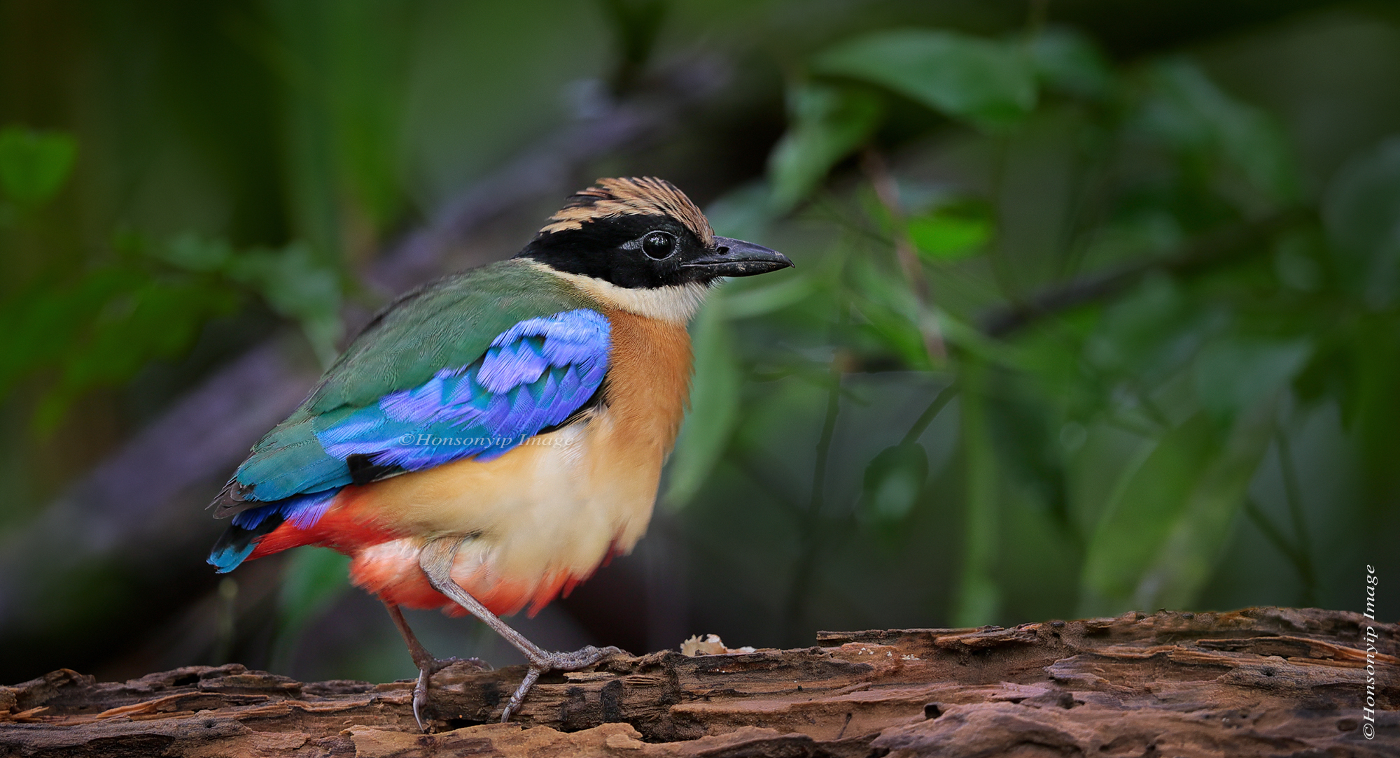 ***Blue Wing Pitta***