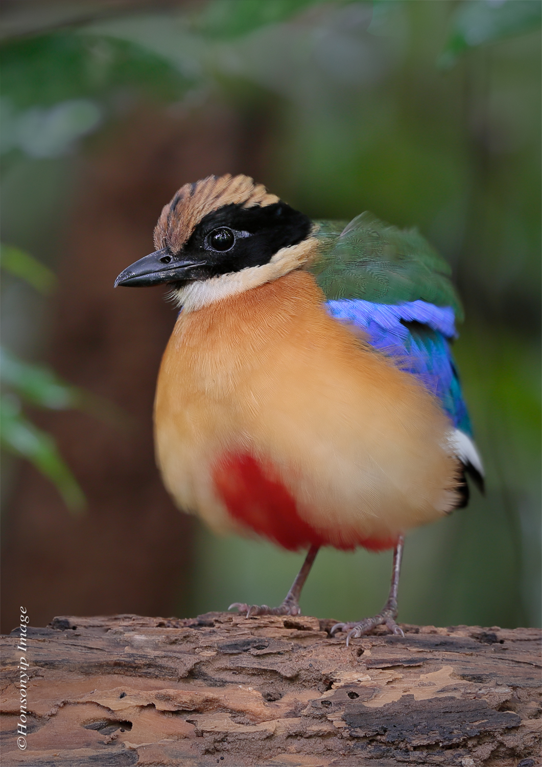 ***Blue Wing Pitta***