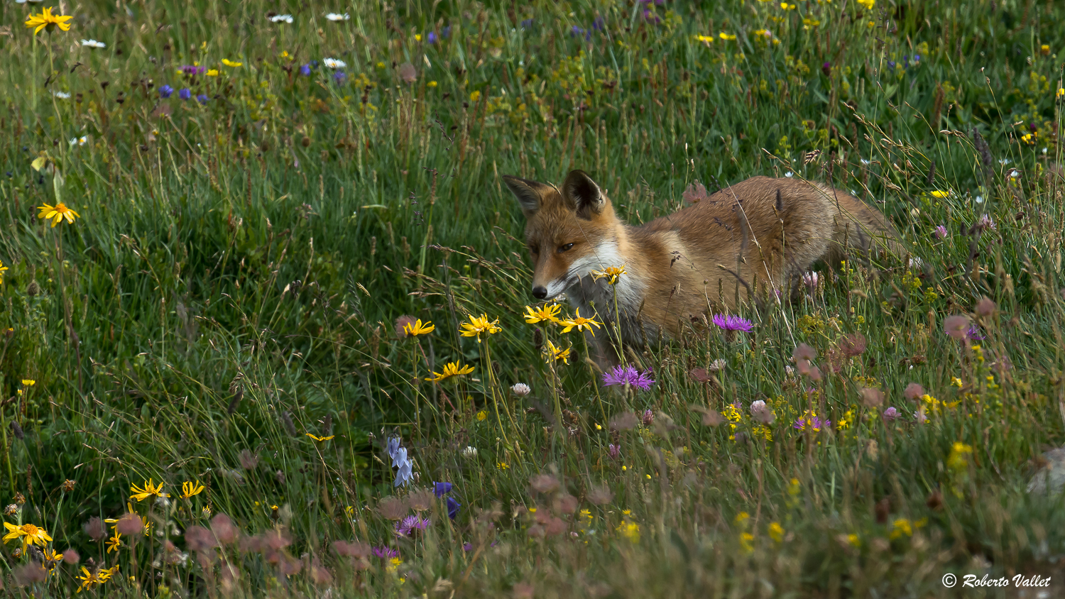 Passeggiata tra i fiori
