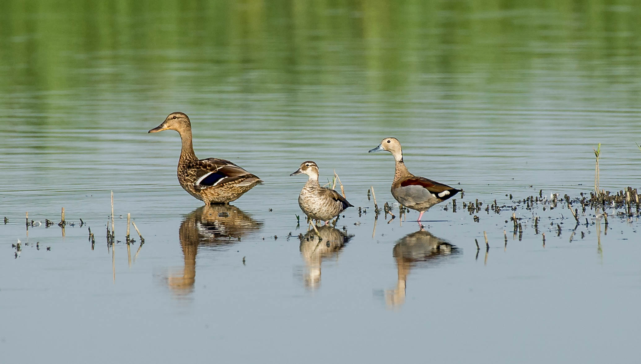 Shouldered teal and mallard