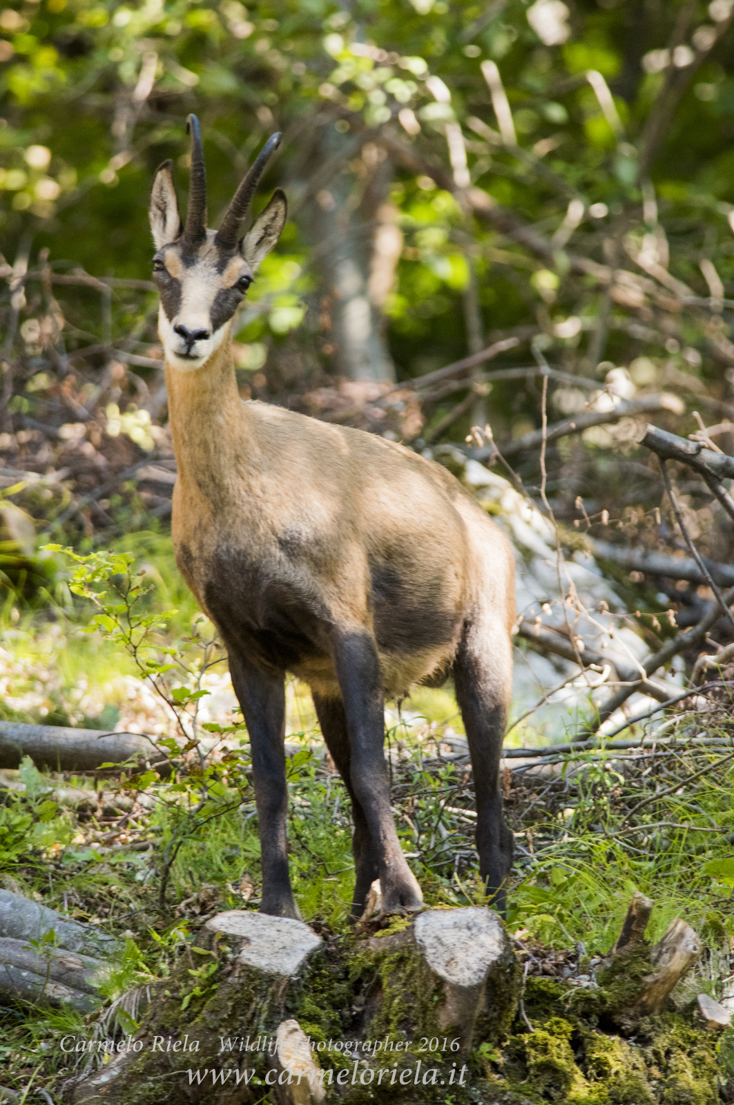 Camoscio alpino in posa.