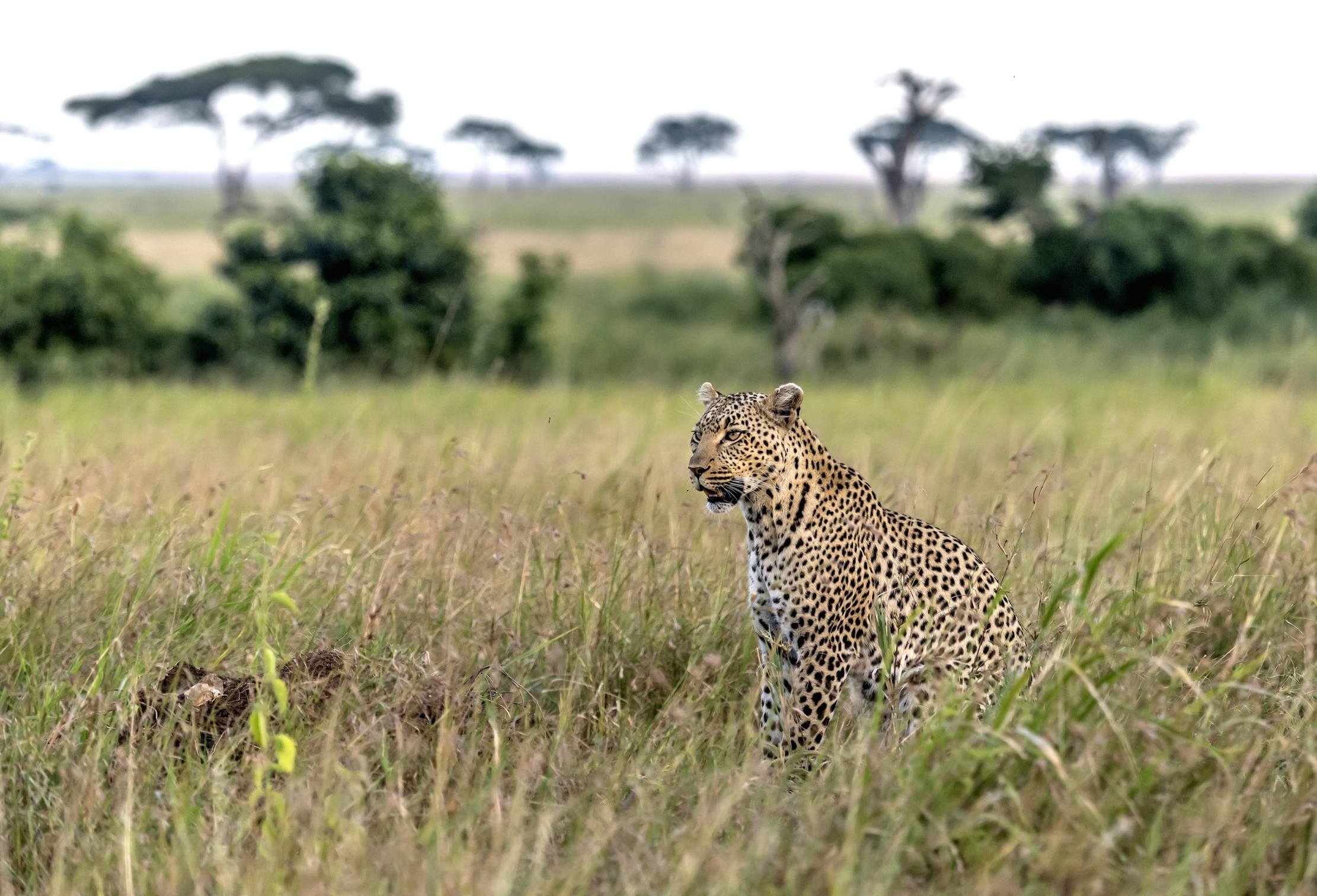 Tanzania 2016 - Leopard