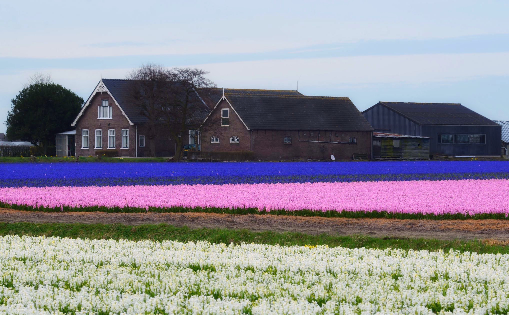 Blooms in the Netherlands
