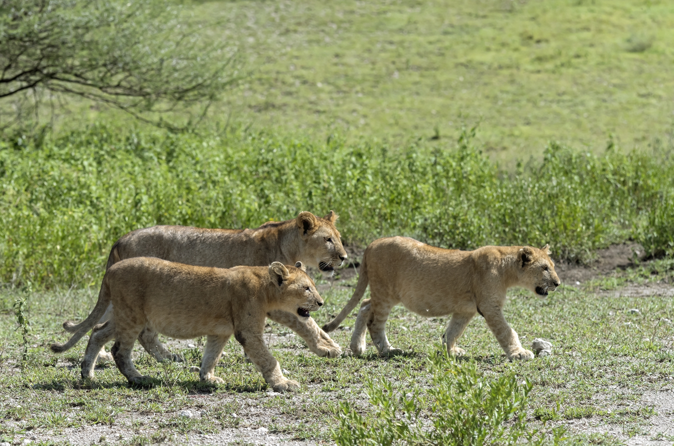 Tanzania 2016 - Trio