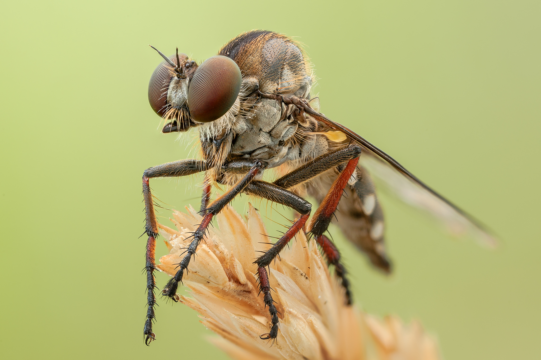 Leptarthrus vitripennis