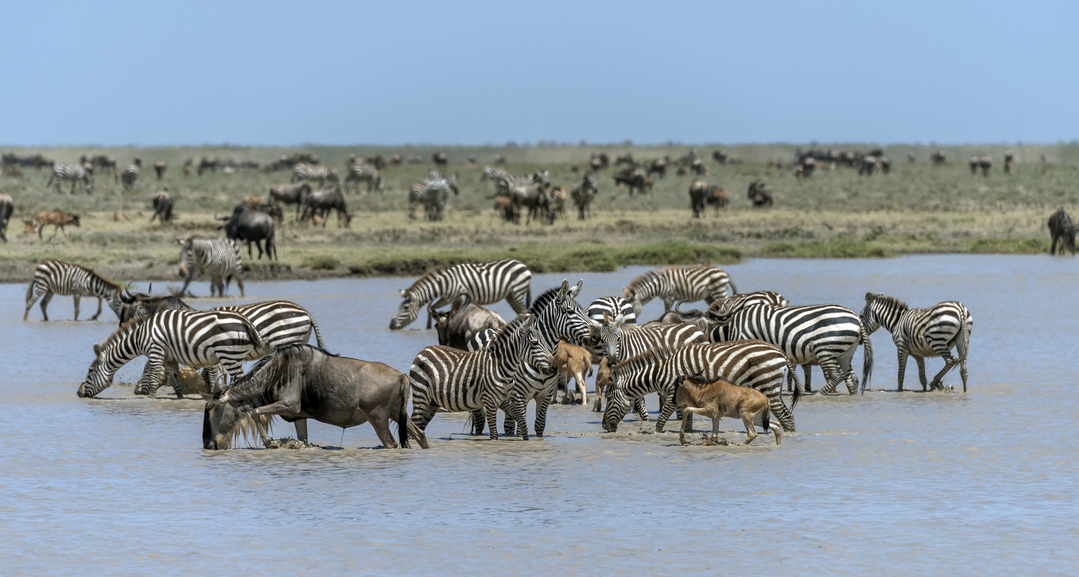 Tanzania 2016 - Great migration
