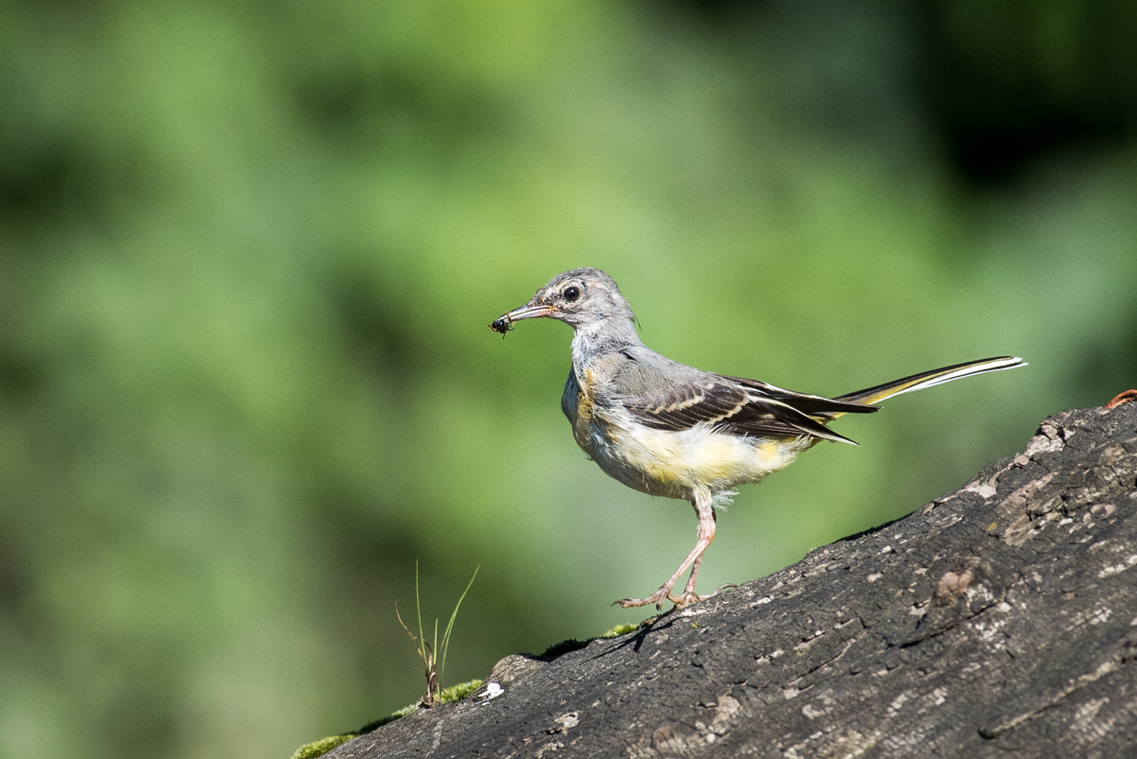 Grey wagtail