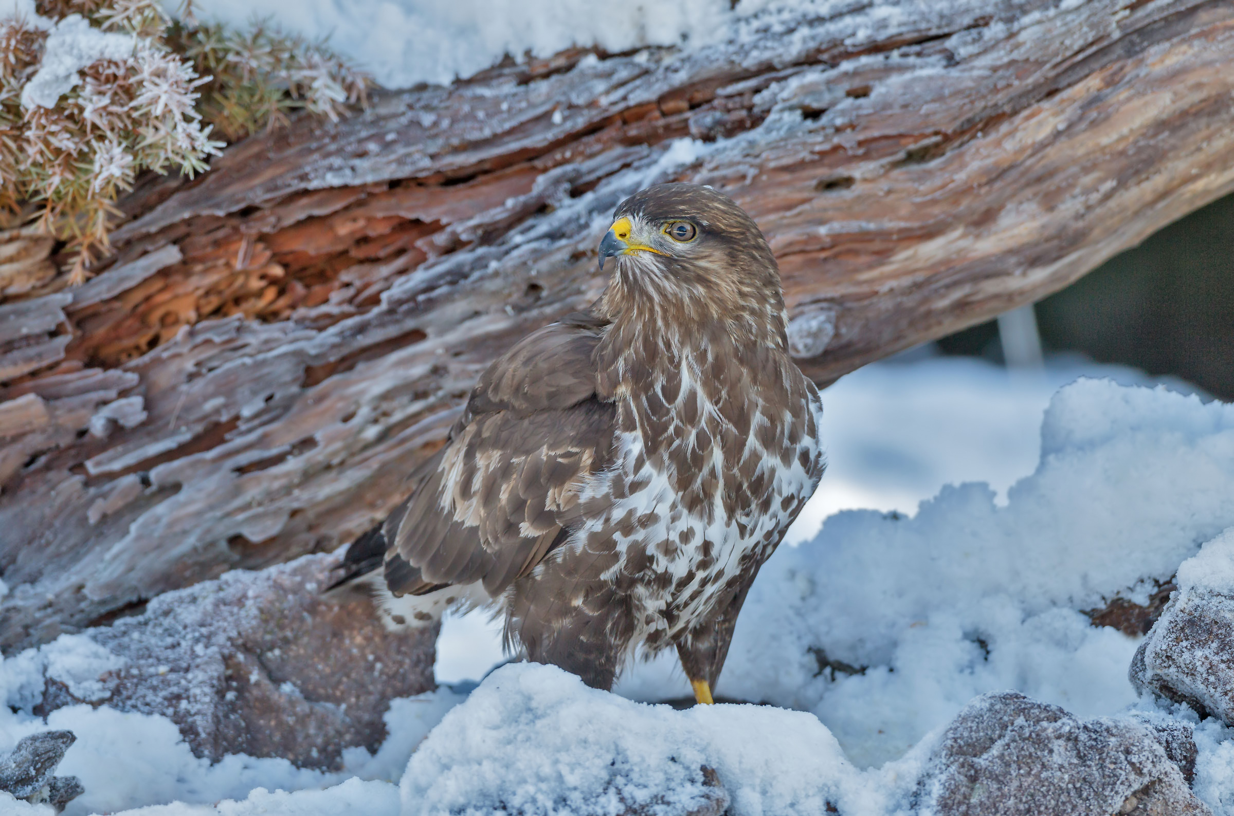 Buteo Buteo
