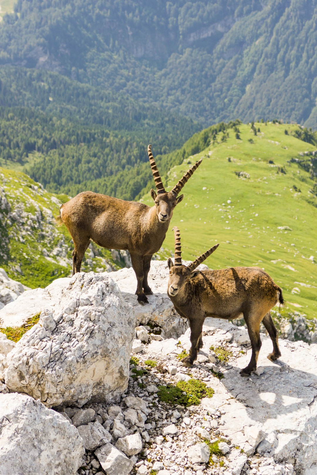 Ibex couple