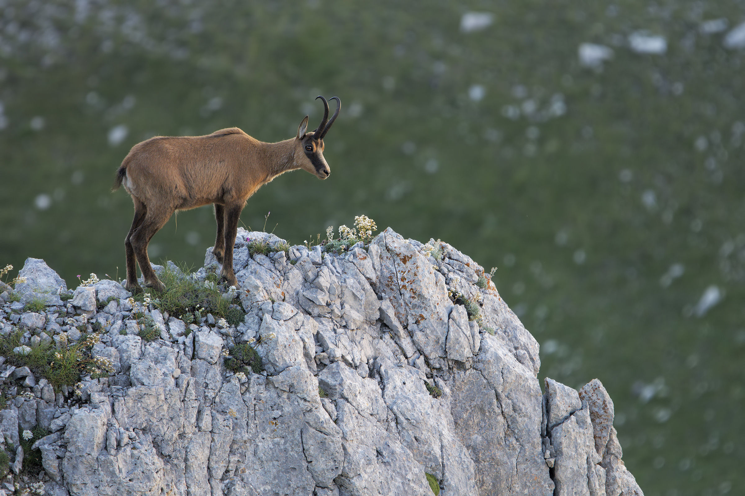 Chamois of the Apennines
