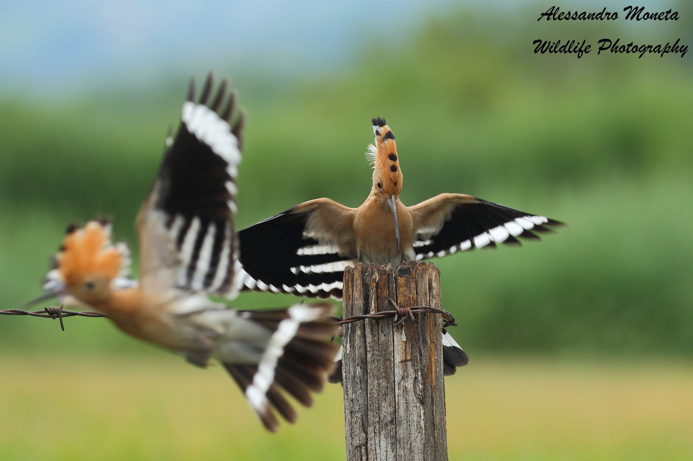Go away from my perch