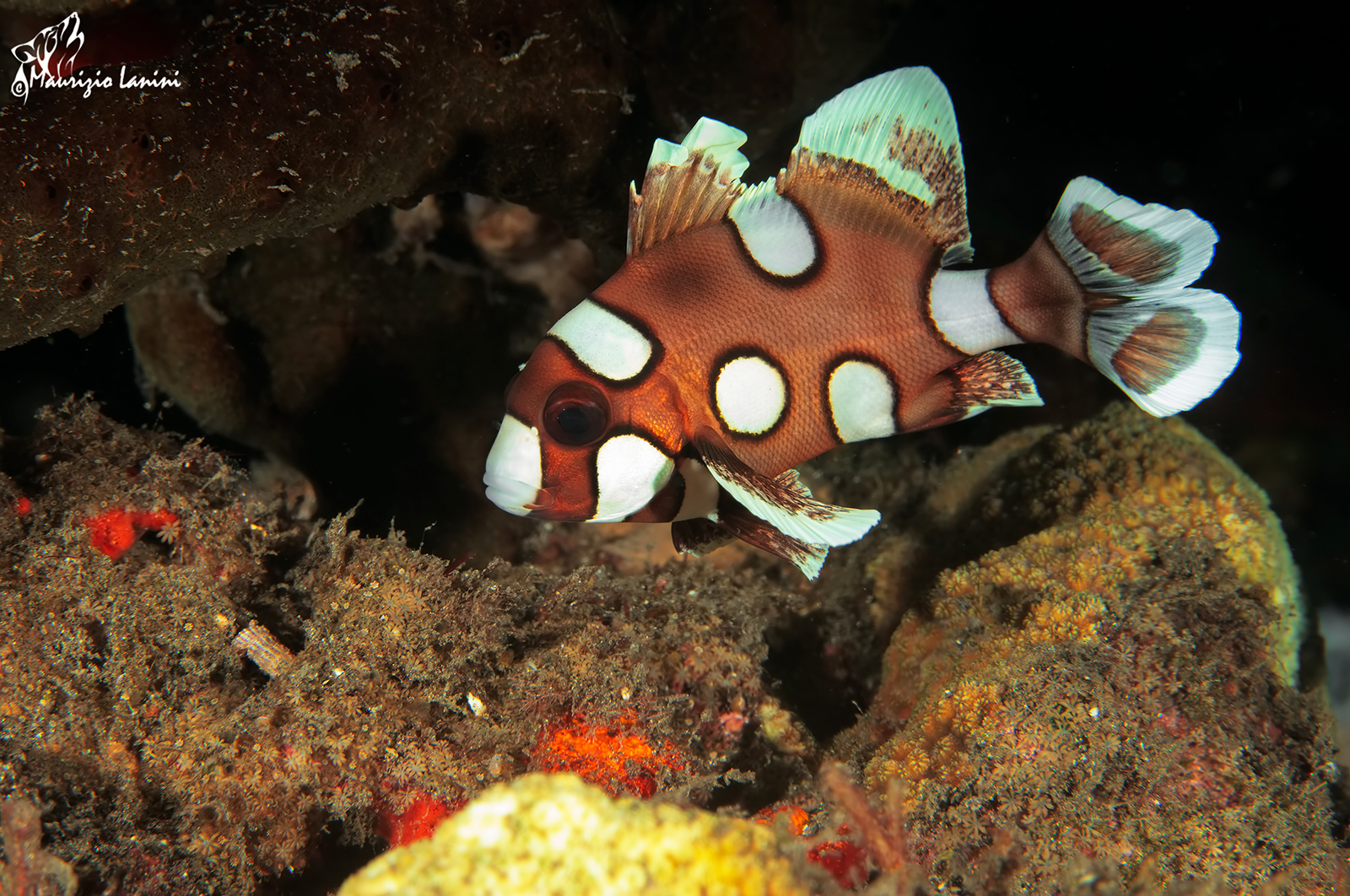 Young Sweetlip harlequin