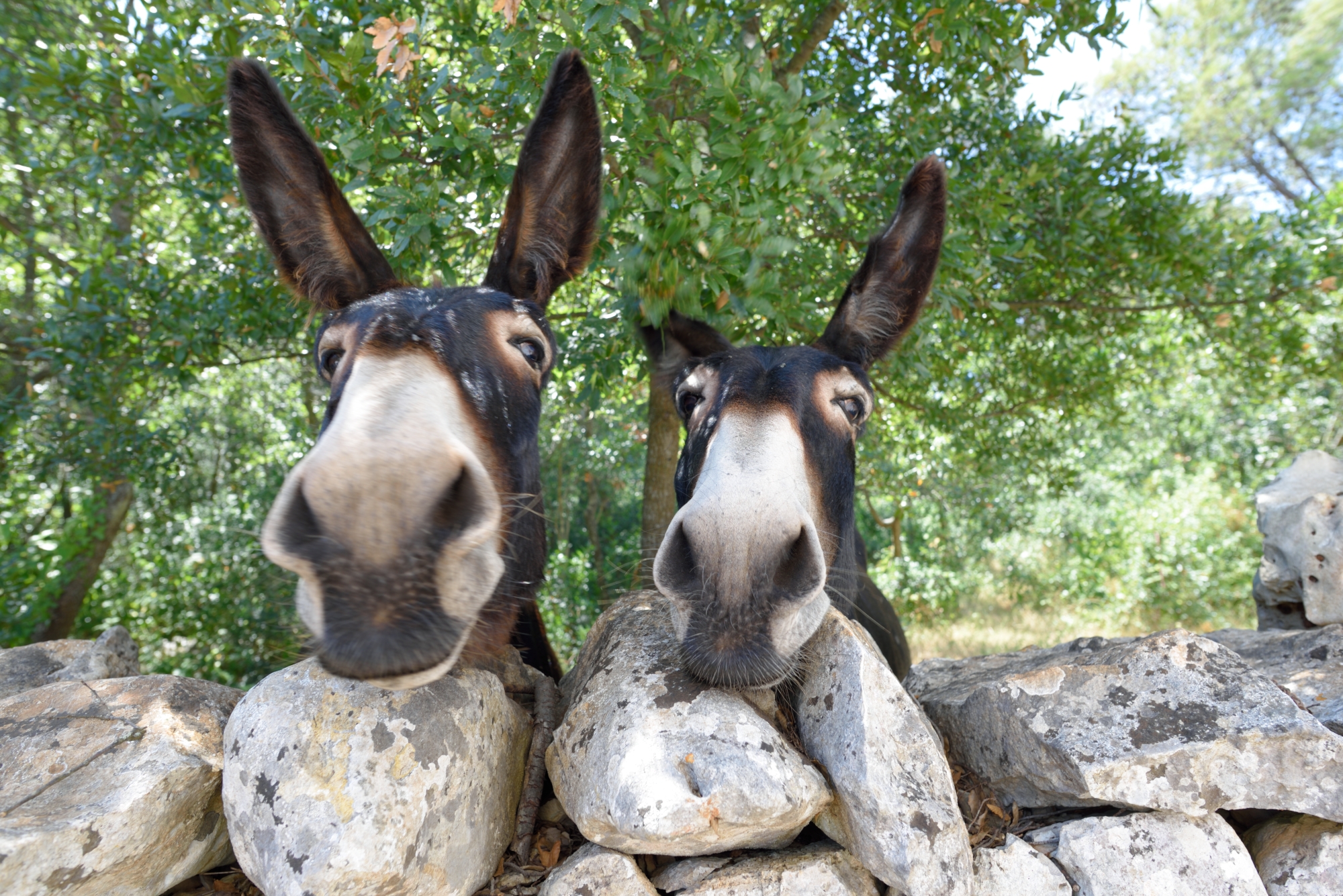 Donkeys of Martina Franca