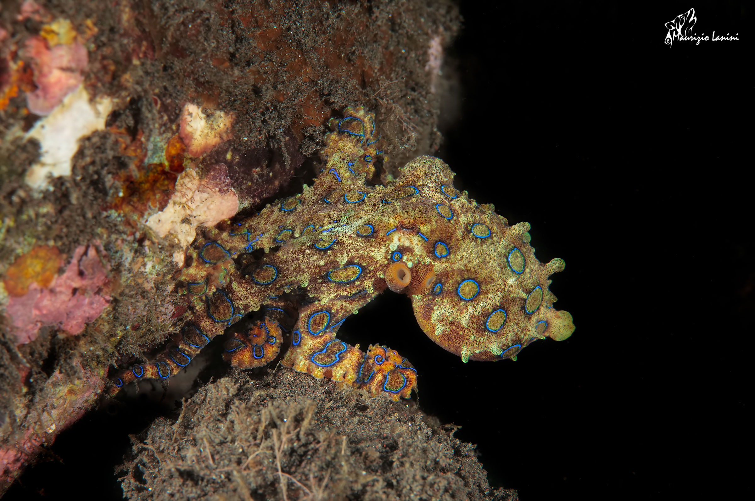 Blue-ringed octopus (HD)