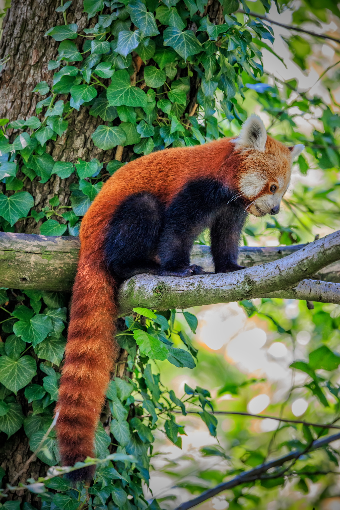 Red panda or less (firefox)