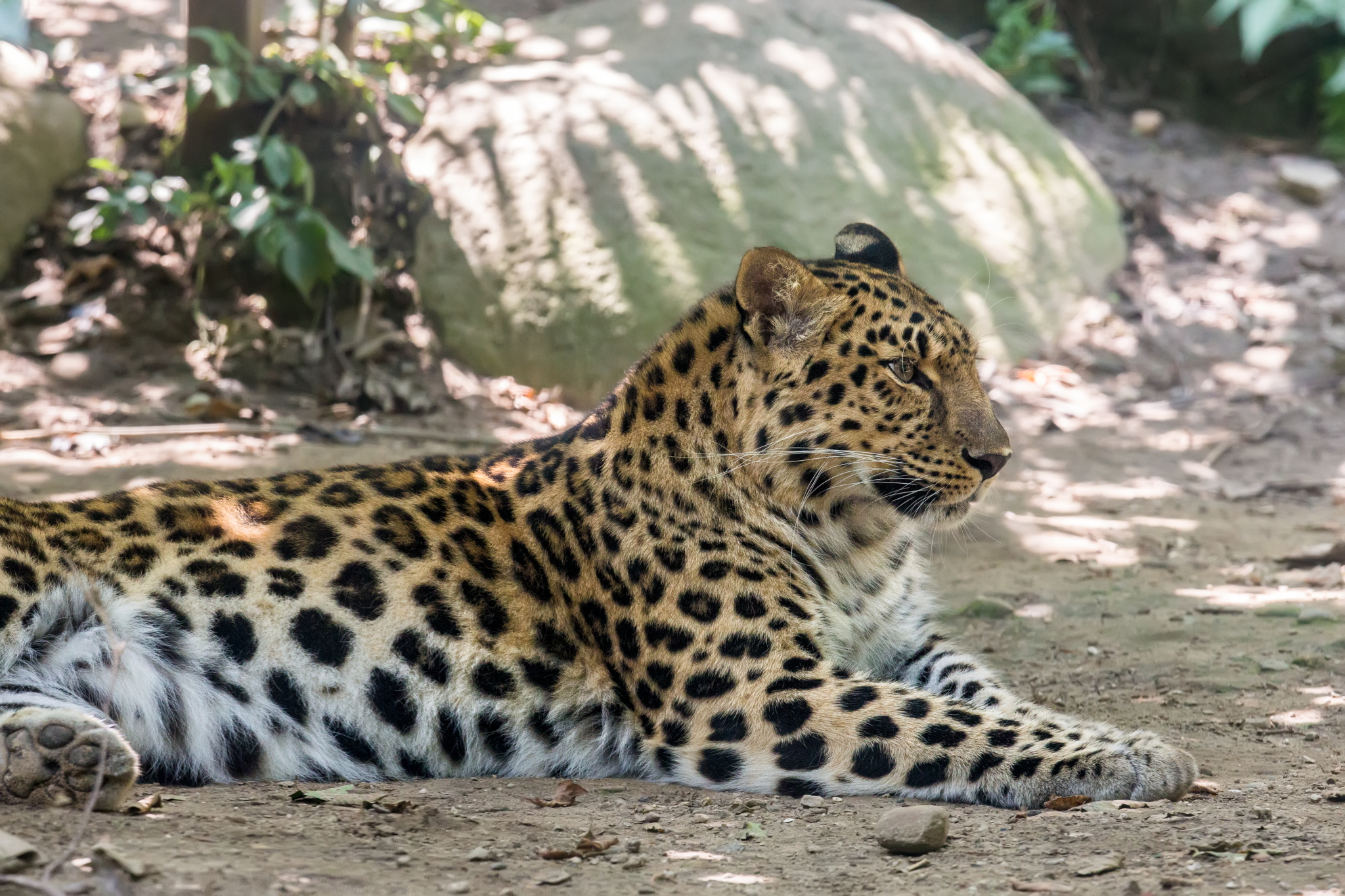 Amur leopards