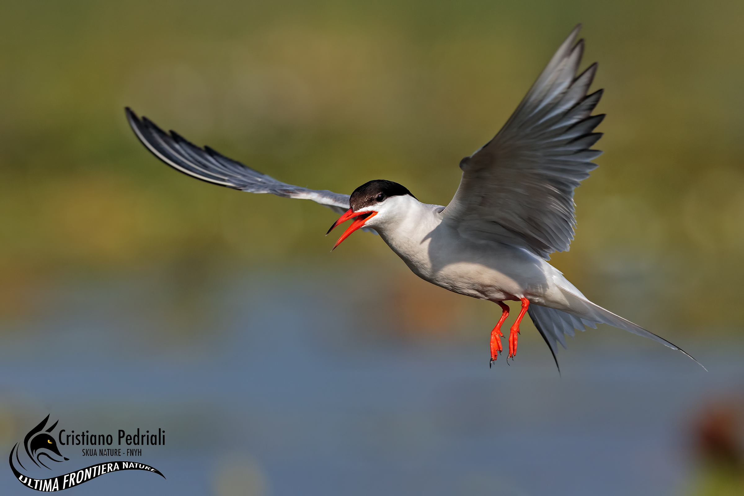 Common Tern in flight ..