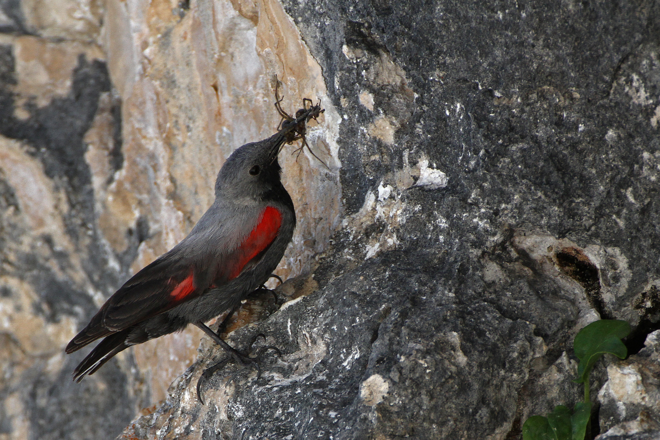 Picchio muraiolo - maschio con imbeccata
