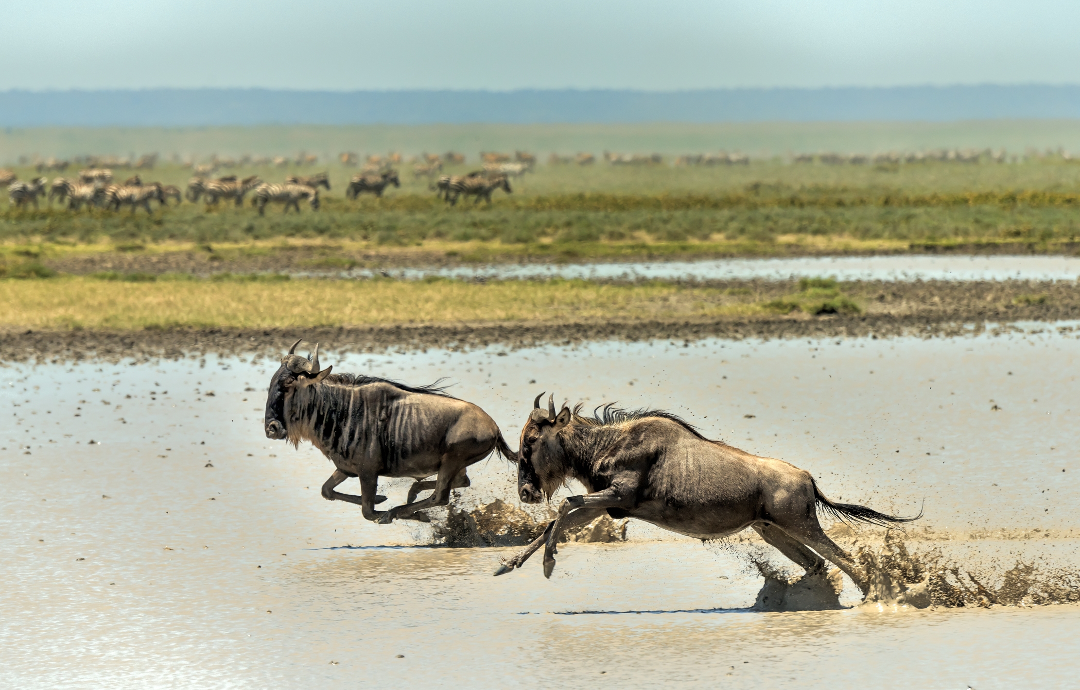 Tanzania 2016 - Great migration