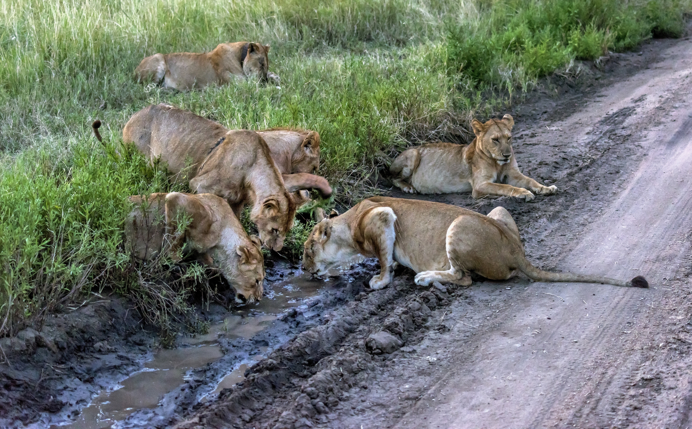 Tanzania 2016 - Sulla strada
