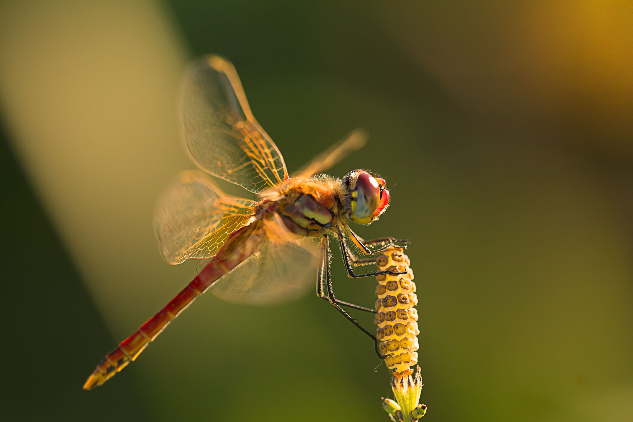 dragonfly, last light