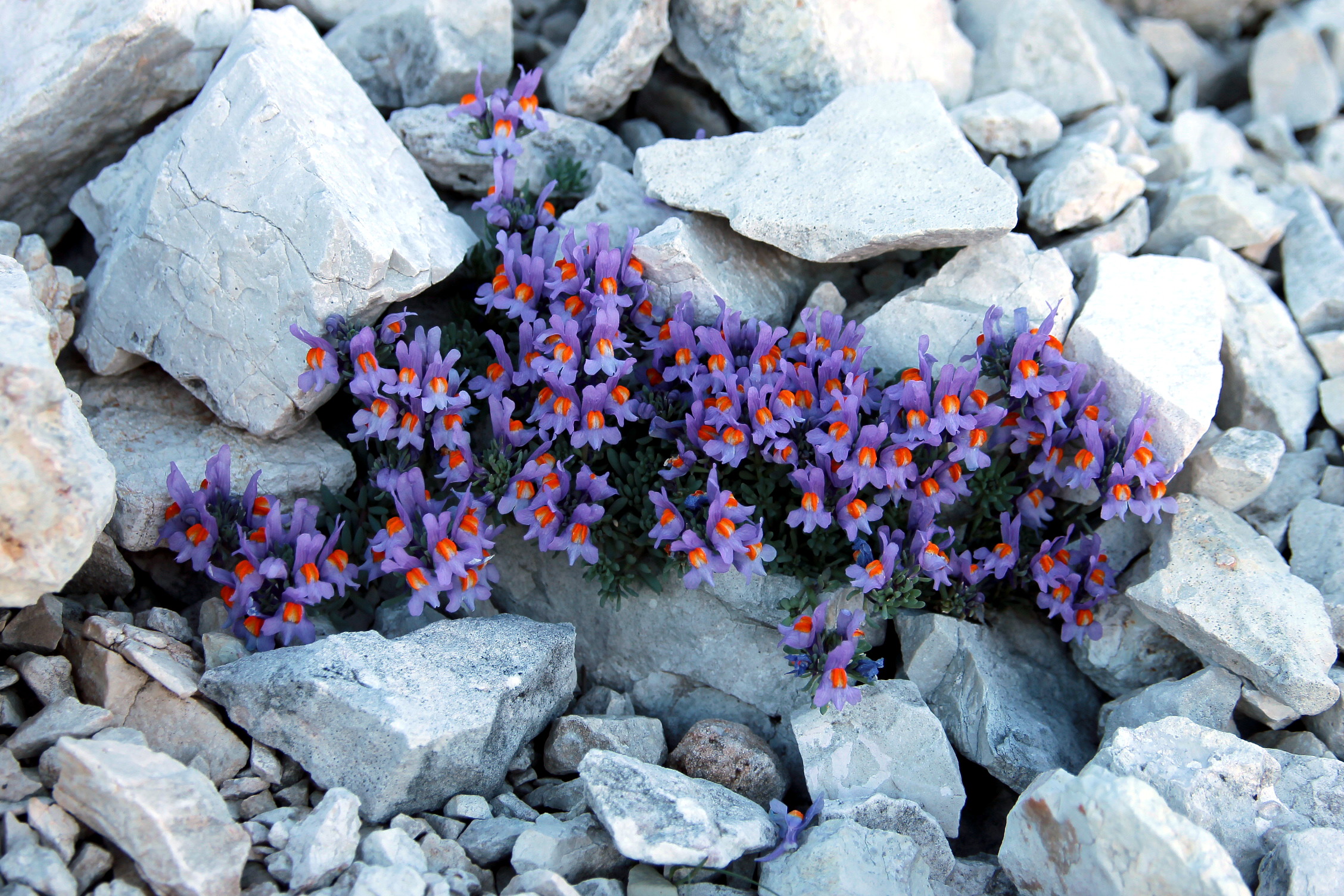 Life among the rocks