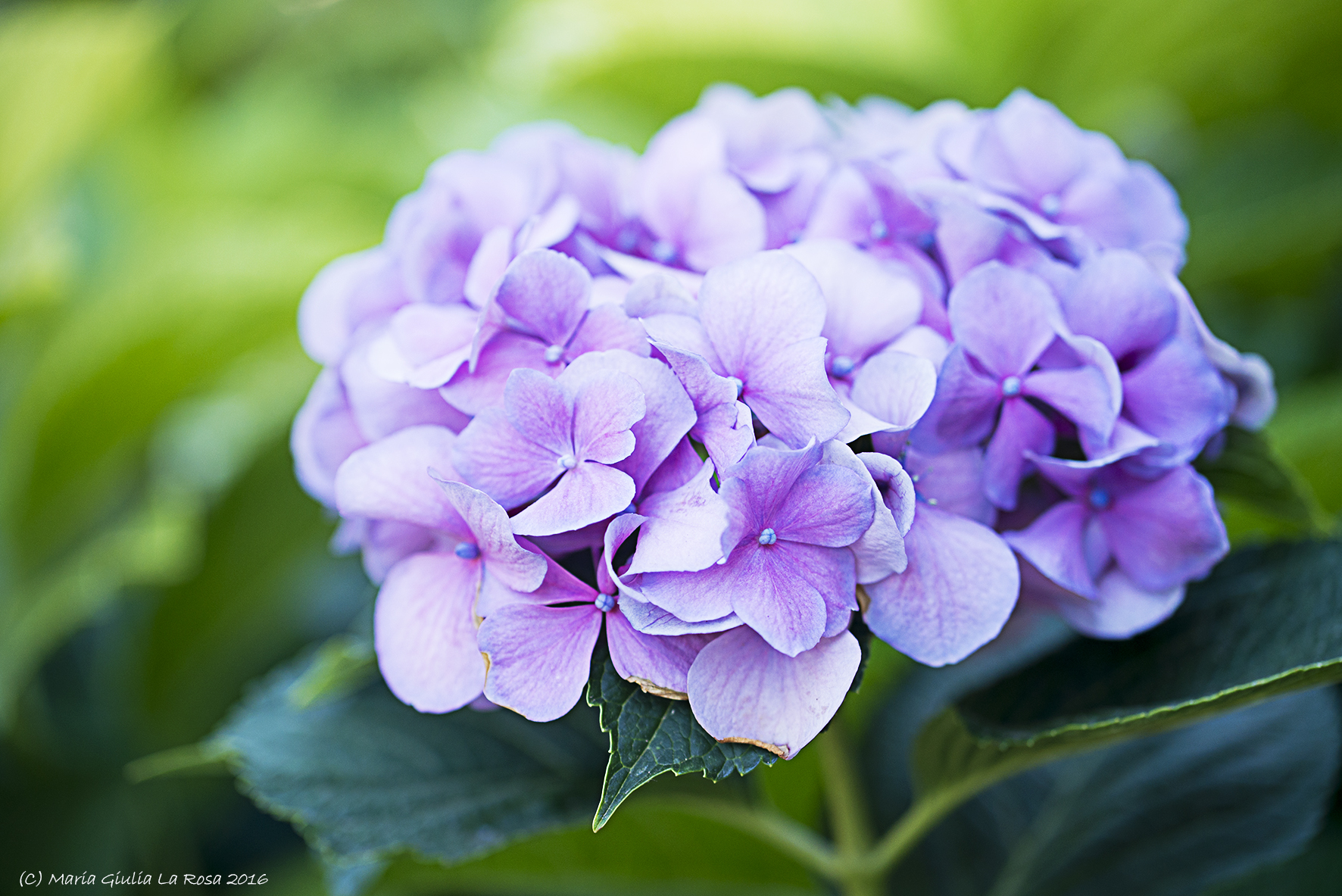 Ortensia /Hydrangea