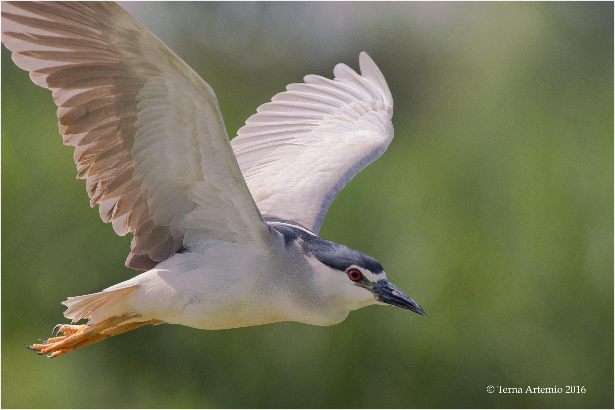 Night Heron